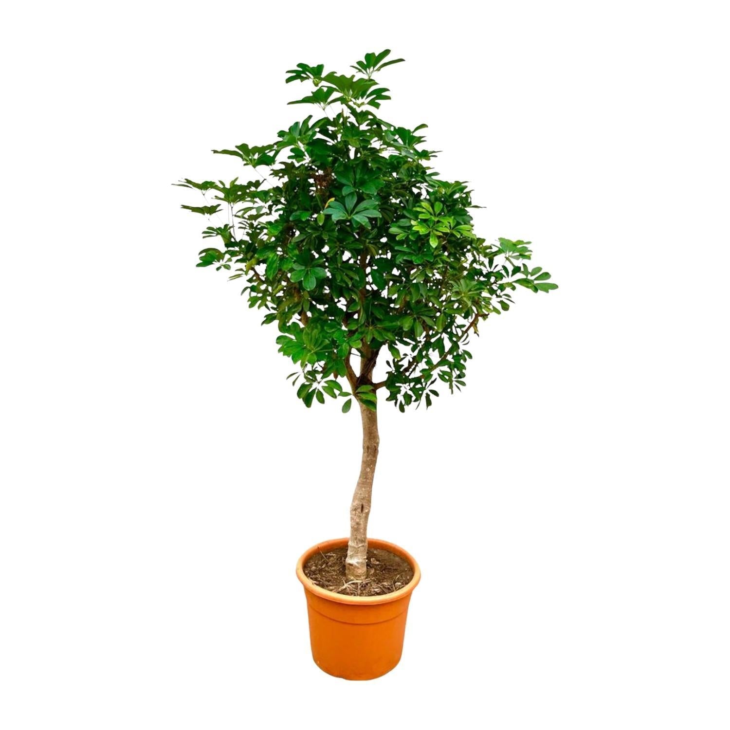 Schefflera auf Stiel – 225 cm – ø45