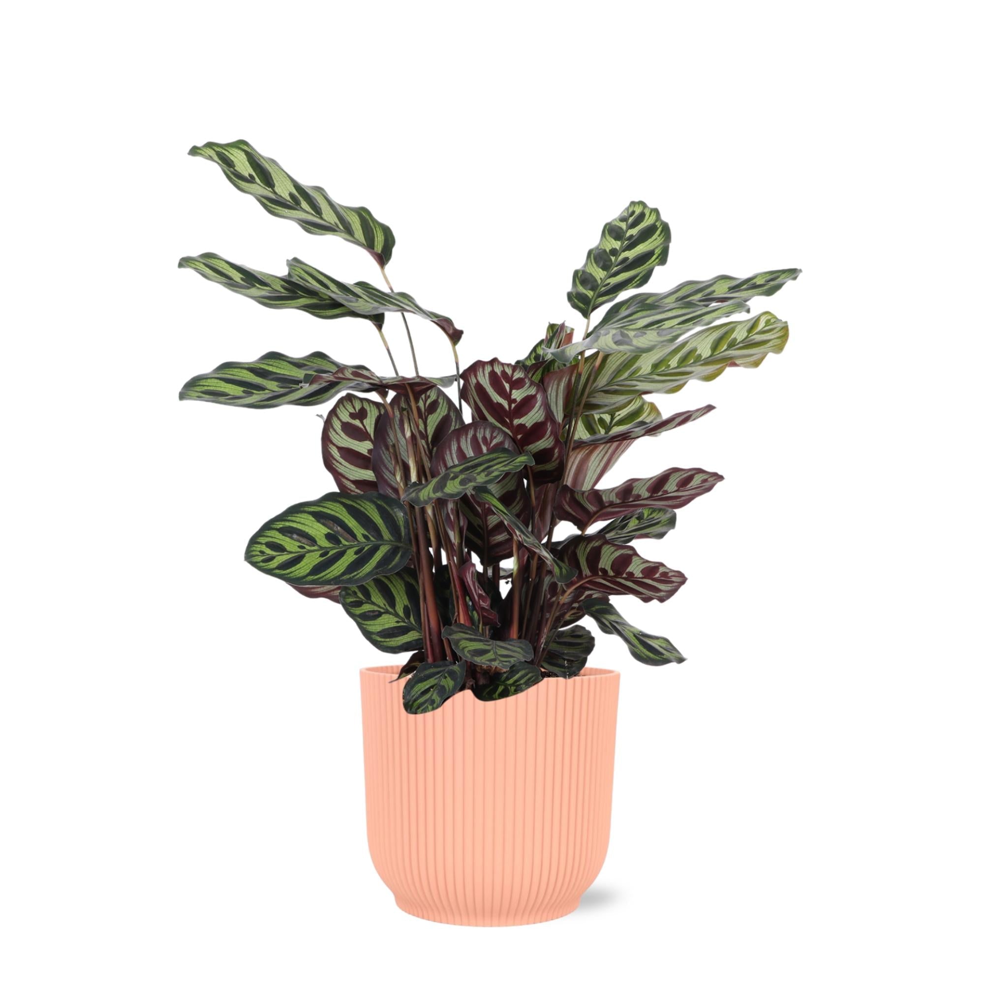 Calathea Makoyana Ø21cm - ↕70cm im Vibes PINK Topf