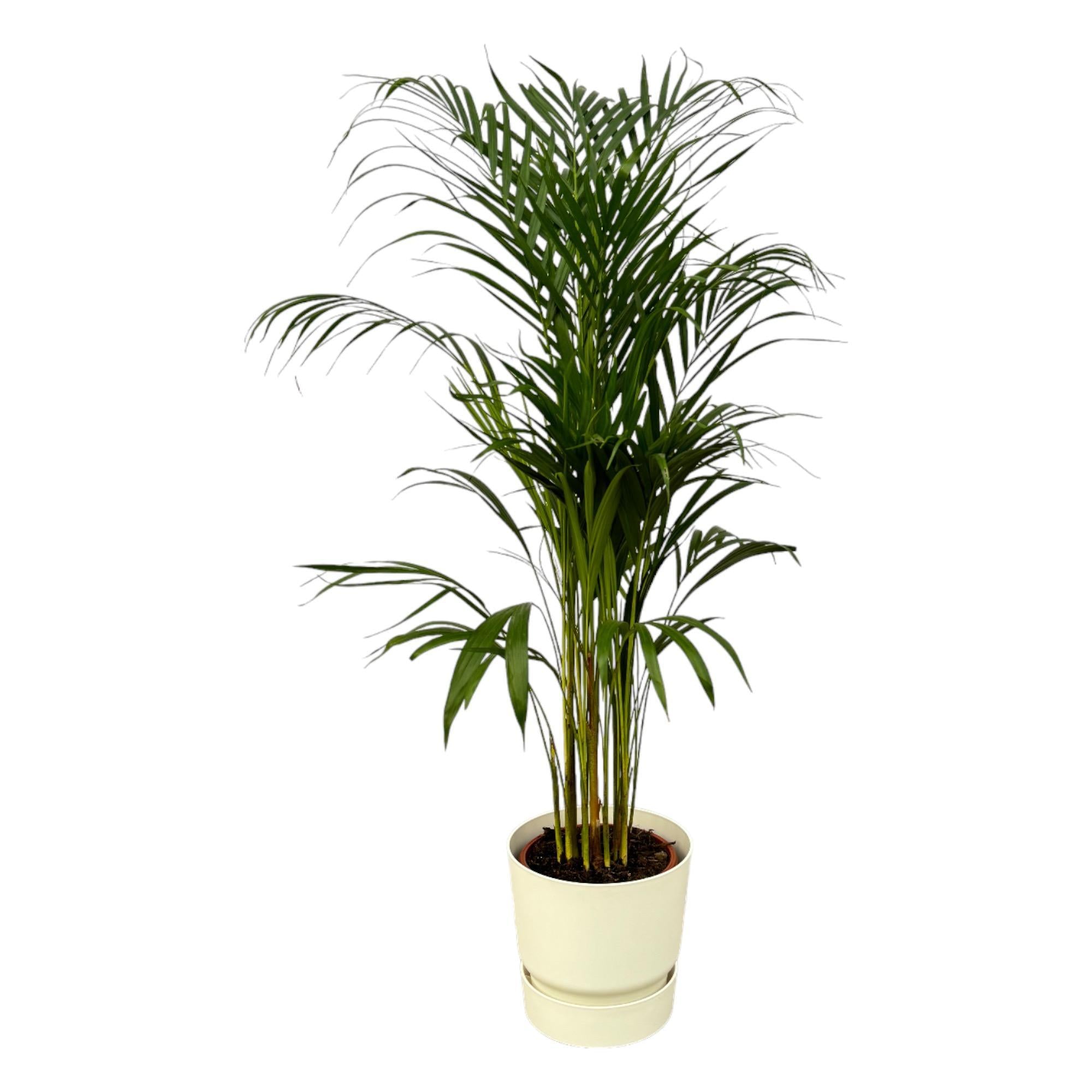 Areca-Palme - ↨110cm - Ø21cm inkl. Elho Greenville Weiß D2 - Goldfruchtpalme