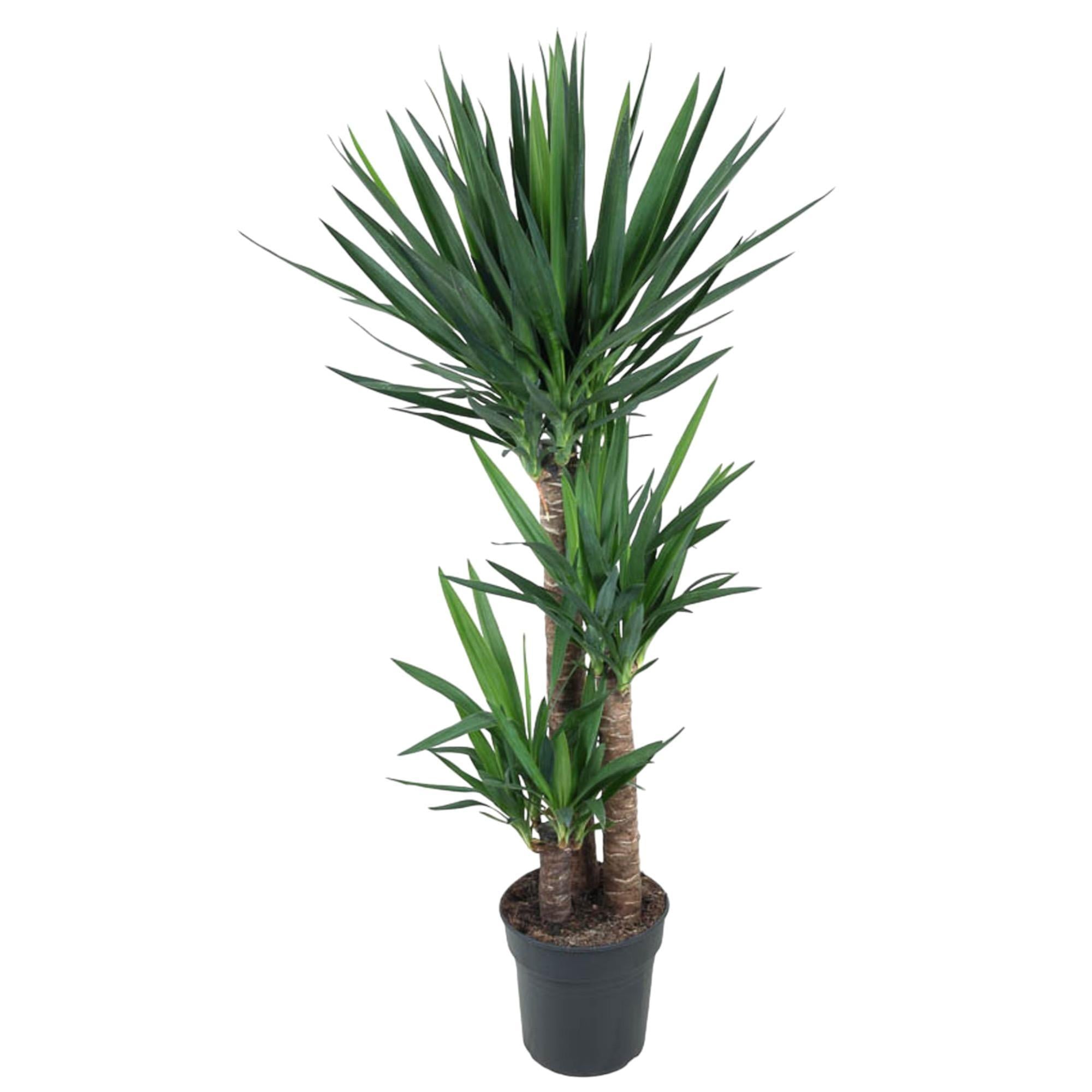 Yucca Elephantipe - 140 cm - ø27 - Palme