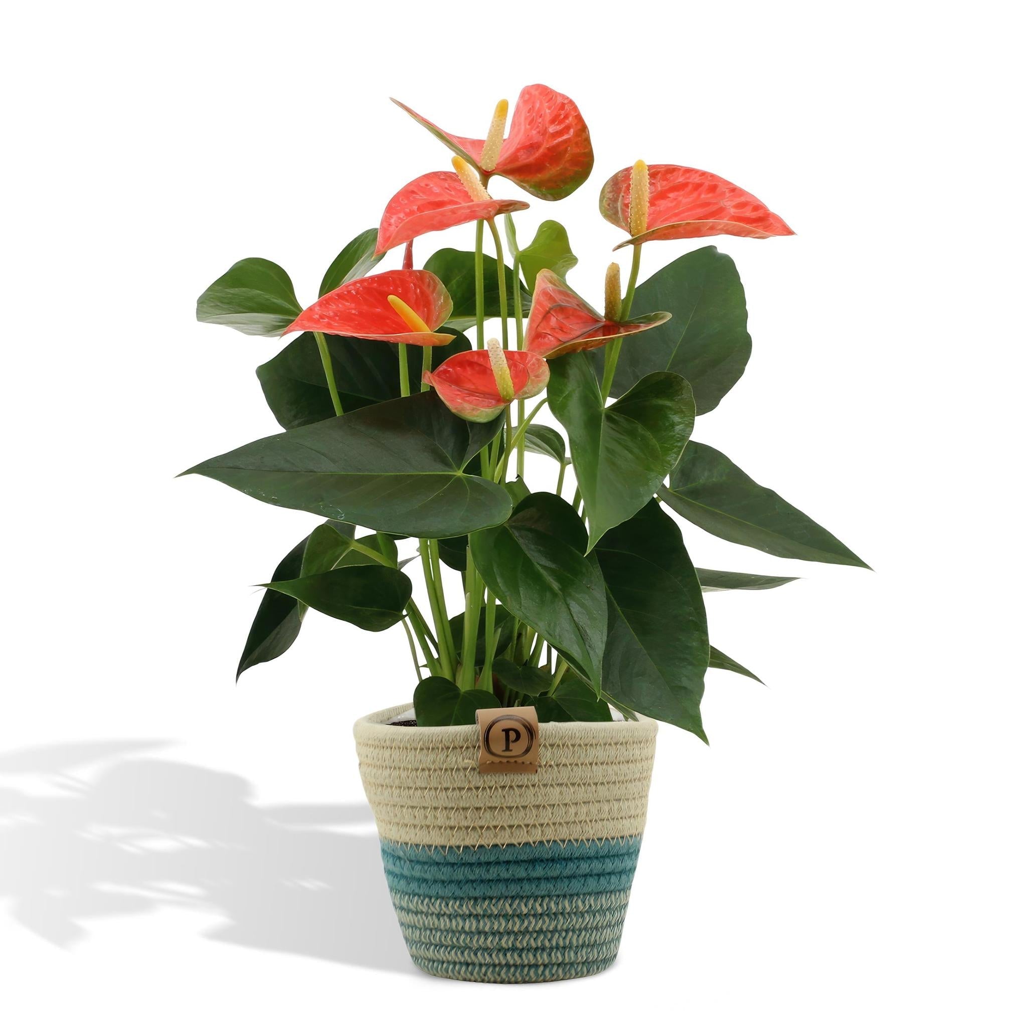 Anthurium andreanum Prince of Orange inkl. PURE Korb - 45cm - Ø12