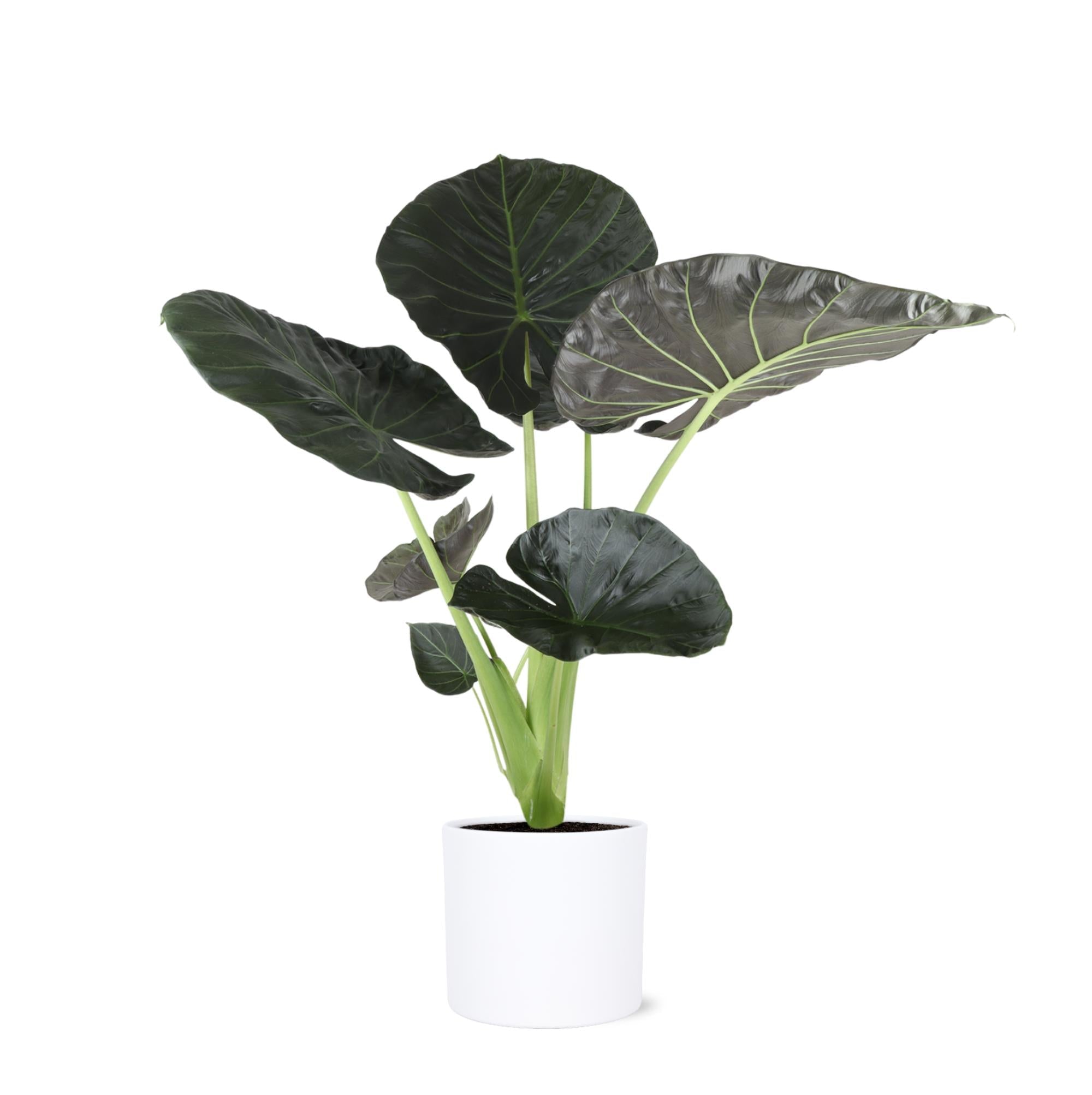 Alocasia Regal Shield Ø24cm - ↕110cm im Era WHITE Topf