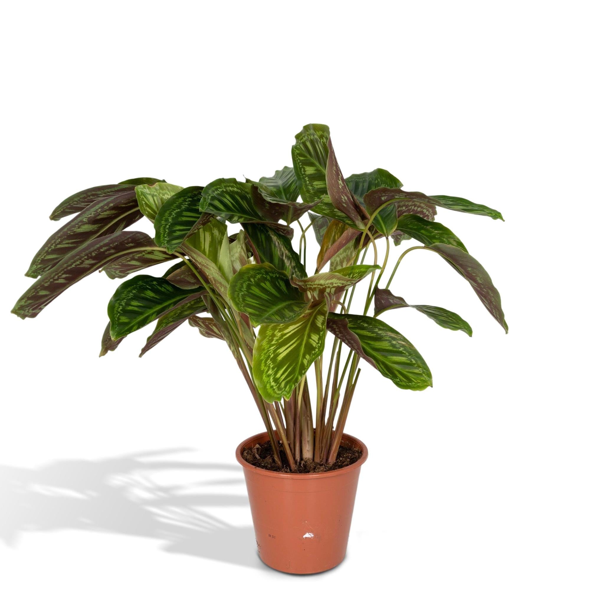 Calathea Flamestar – Pfauenpflanze – 75 cm – Ø19