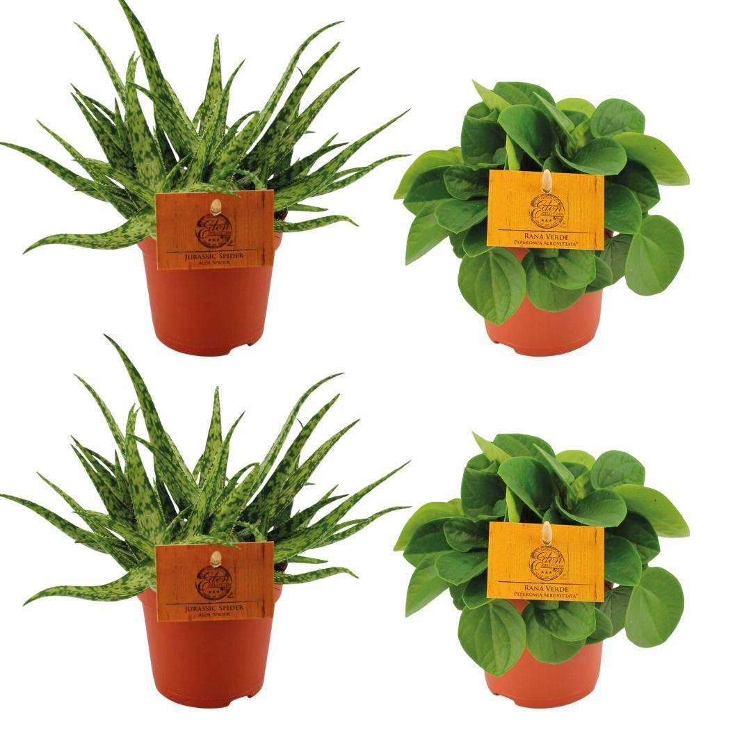 2x Aloe Spider + 2x Peperomia Rana Verde - 4 Stück - Ø10,5cm - ↕10cm