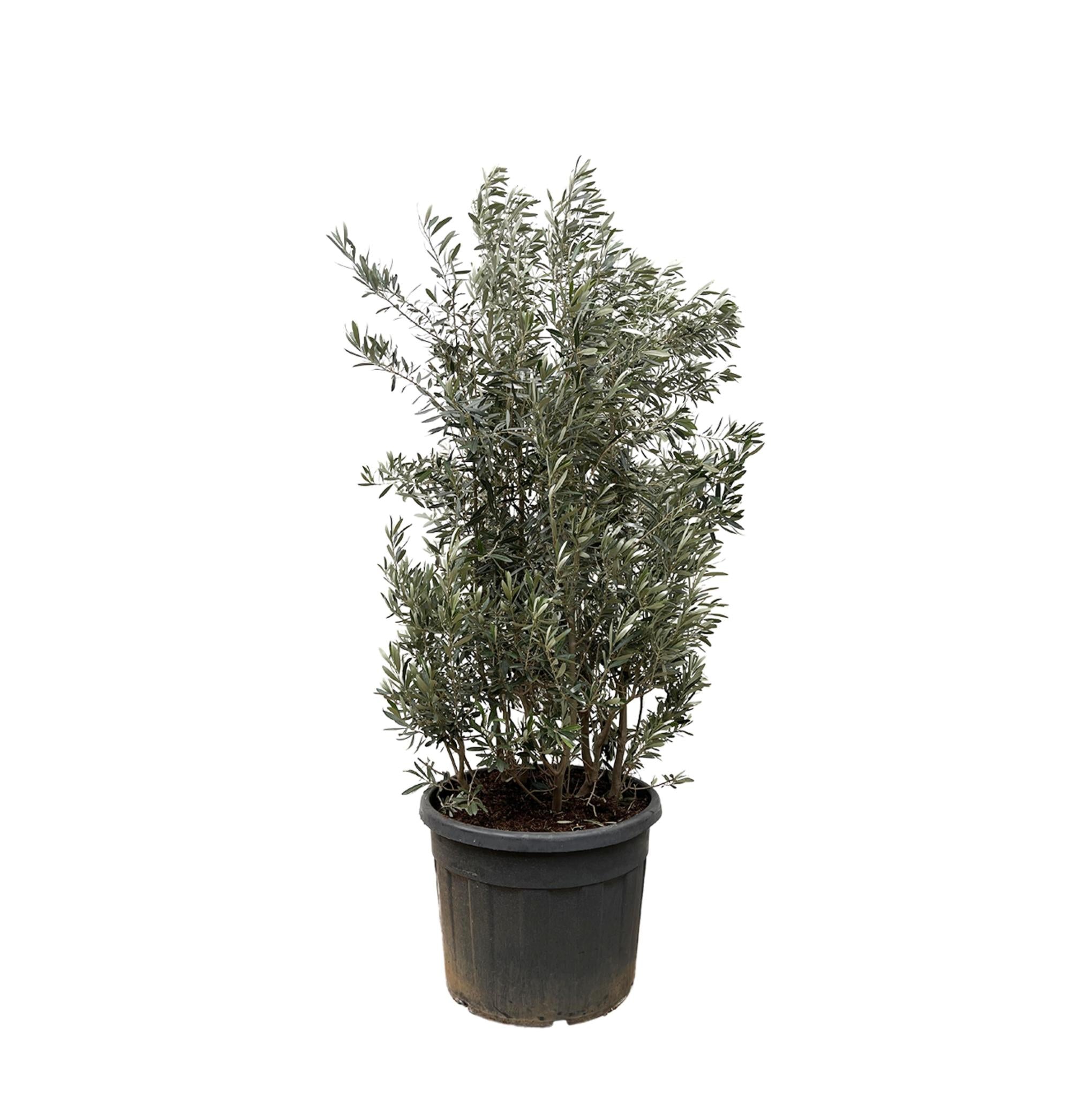 Olea Europaea-Strauch – 225 cm – Ø50