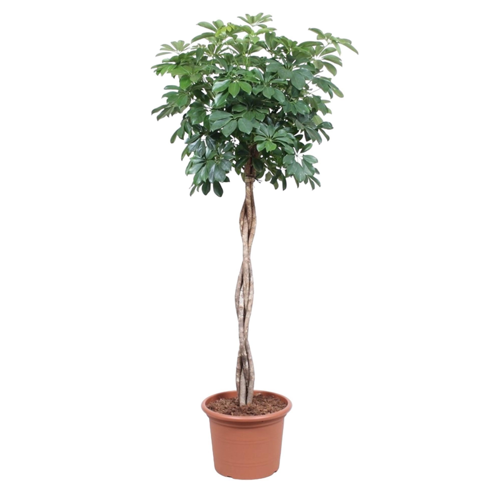 Schefflera Arboricola Compacta geflochtener Stamm – 190 cm – ø40