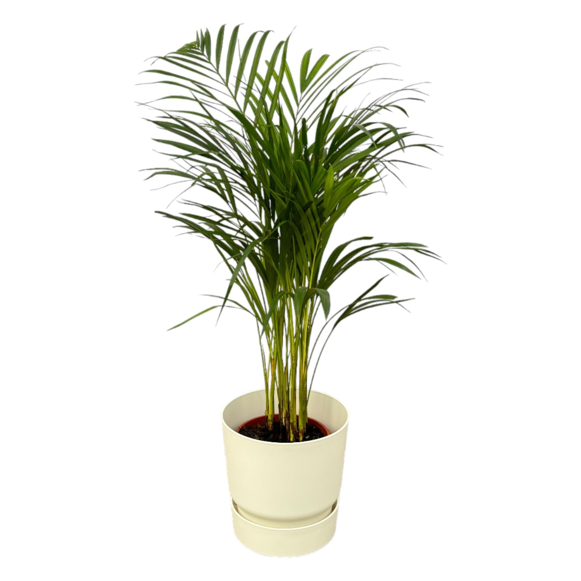 Areca-Palme - ↨85cm - Ø19cm inkl. elho Greenville weiß D24 - Goldfruchtpalme