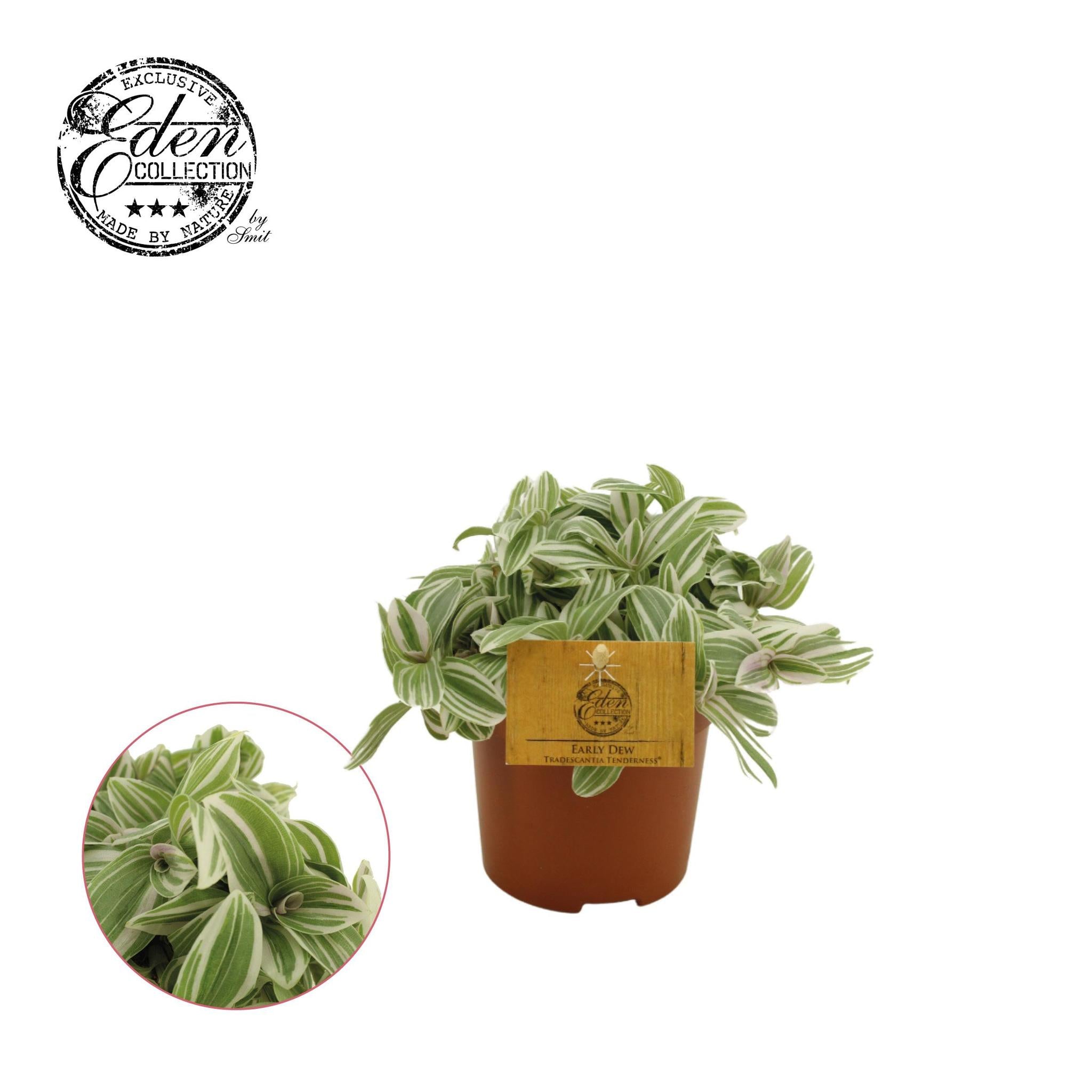 Tradescantia Zärtlichkeit 10,5cm - Ø10,5cm - ↕cm