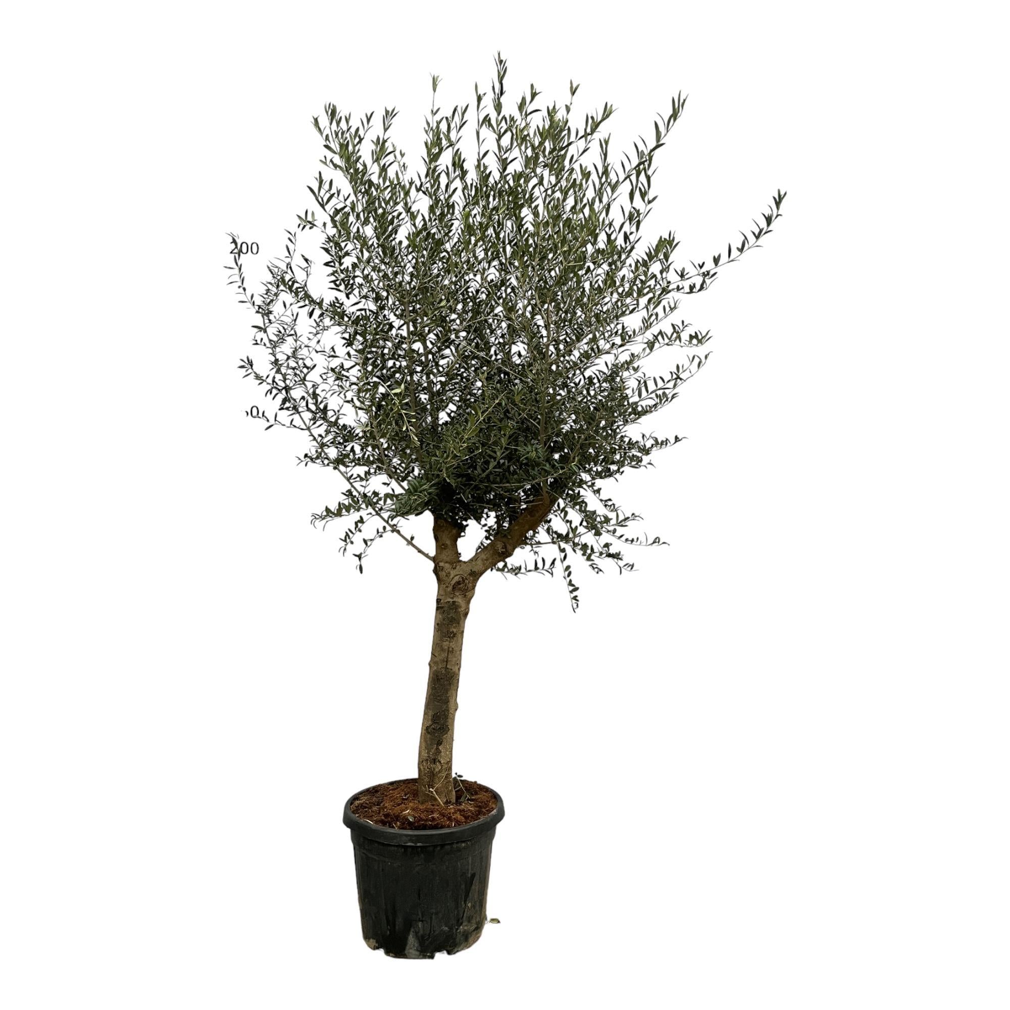 Olea Lorc - 200 cm - Ø45cm - Olivenbaum