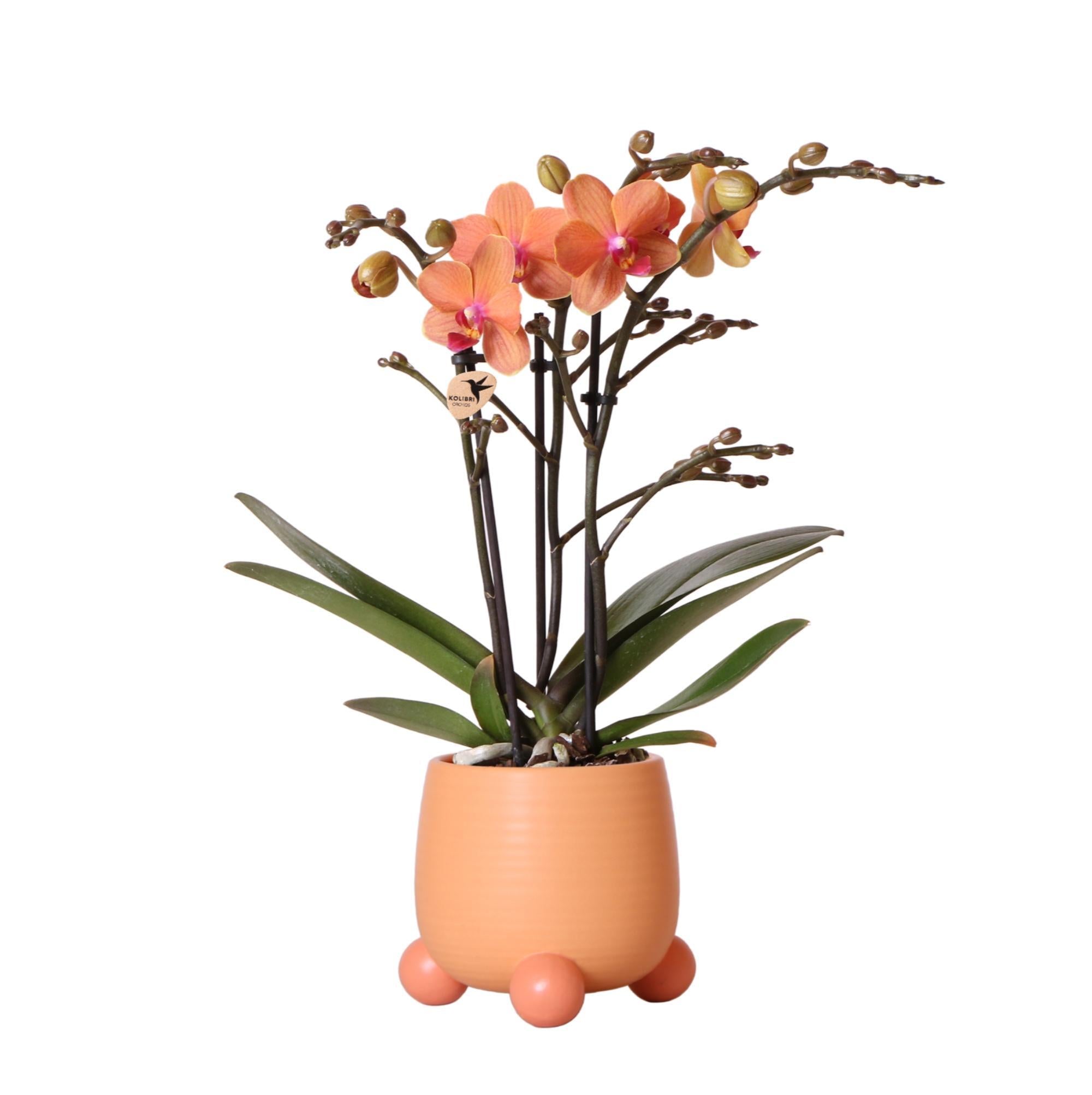 Kolibri-Orchideen | Orangefarbene Phalaenopsis-Orchidee - Mineral Bolz