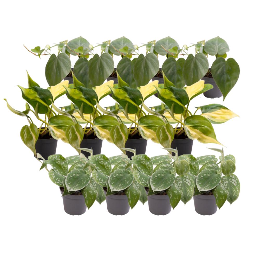 12x Philodendron Scandens Mischung