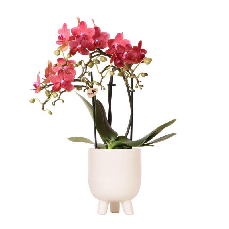 Kolibri-Orchideen | Rote Phalaenopsis-Orchidee - Kongo + Gummitopf Tra