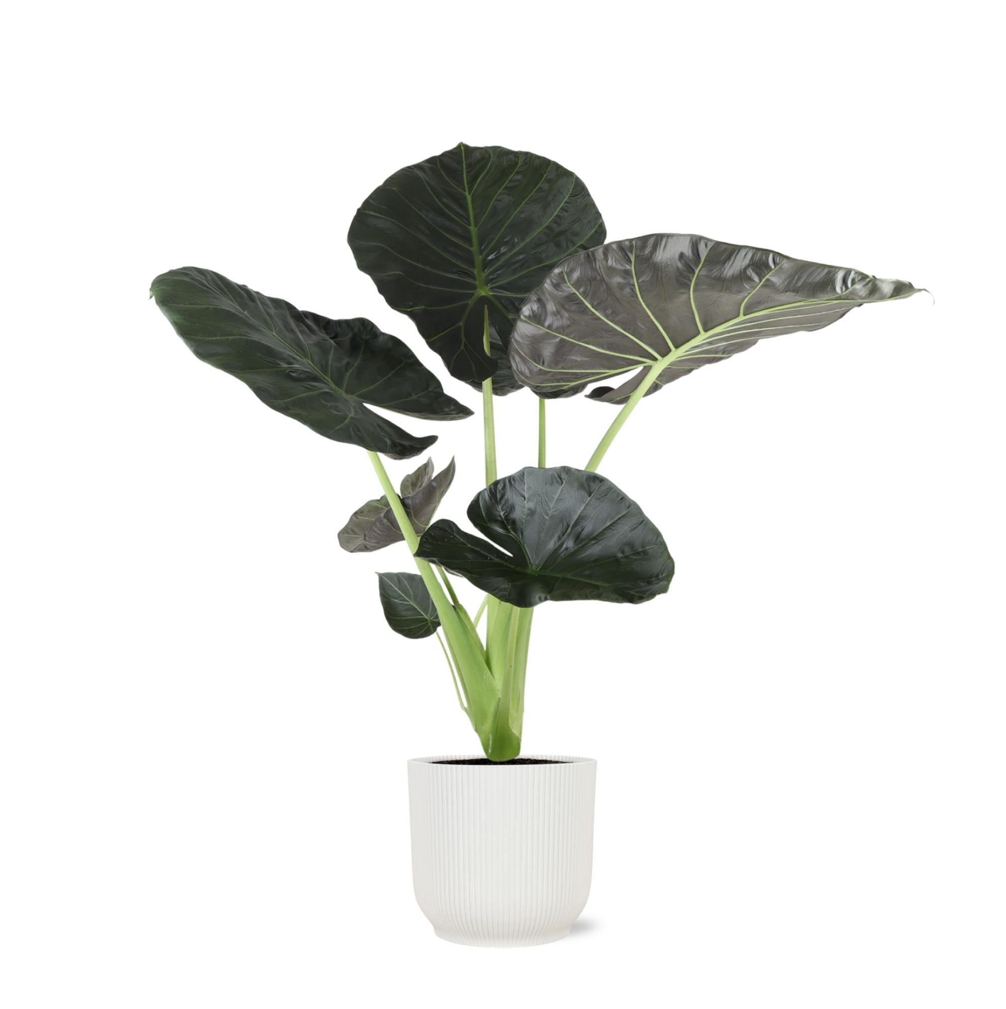 Alocasia Regal Shield Ø21cm - ↕100cm im Vibes WHITE Topf