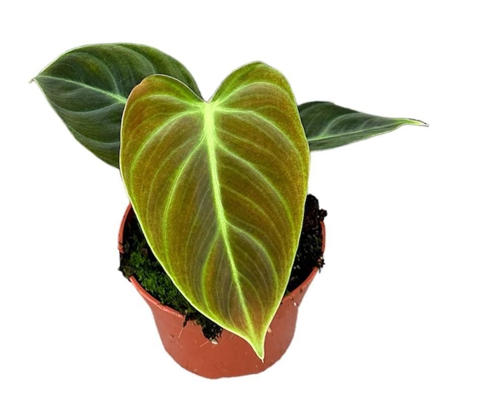 Philodendron El Choco Rot - Ø10,5cm - ↕15cm