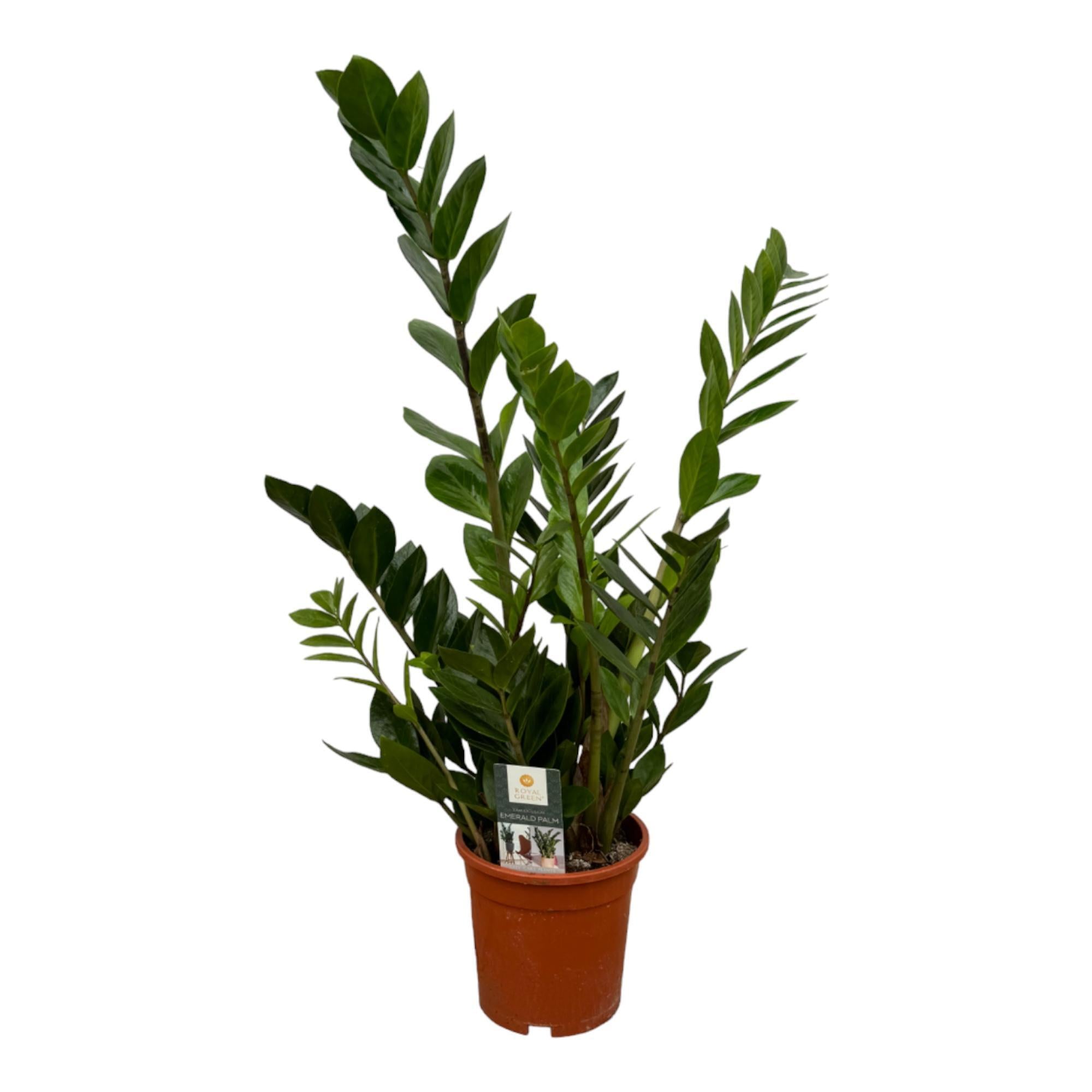 Zamioculcas – 75 cm – Ø17 cm - Glücksfeder