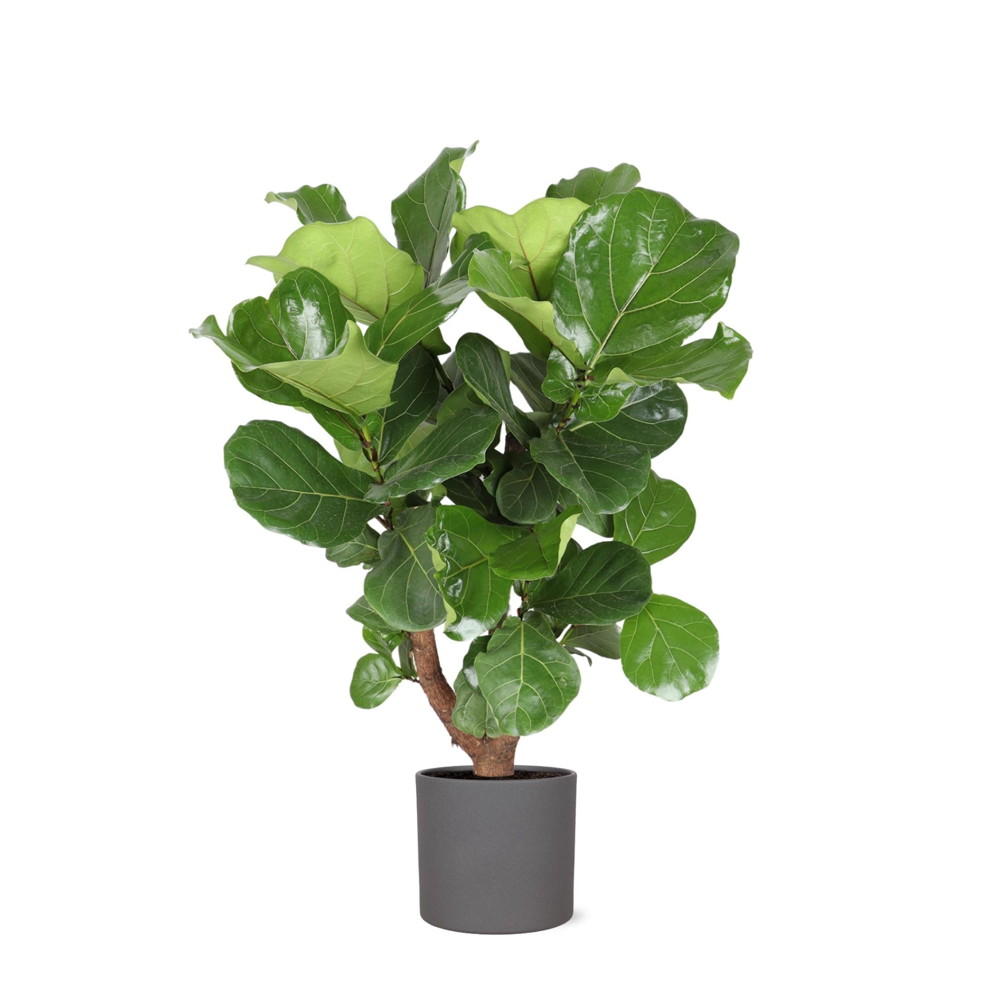 Ficus Lyrata (verzweigt) Ø24cm ↕110cm im Era ANTHRACITE Topf