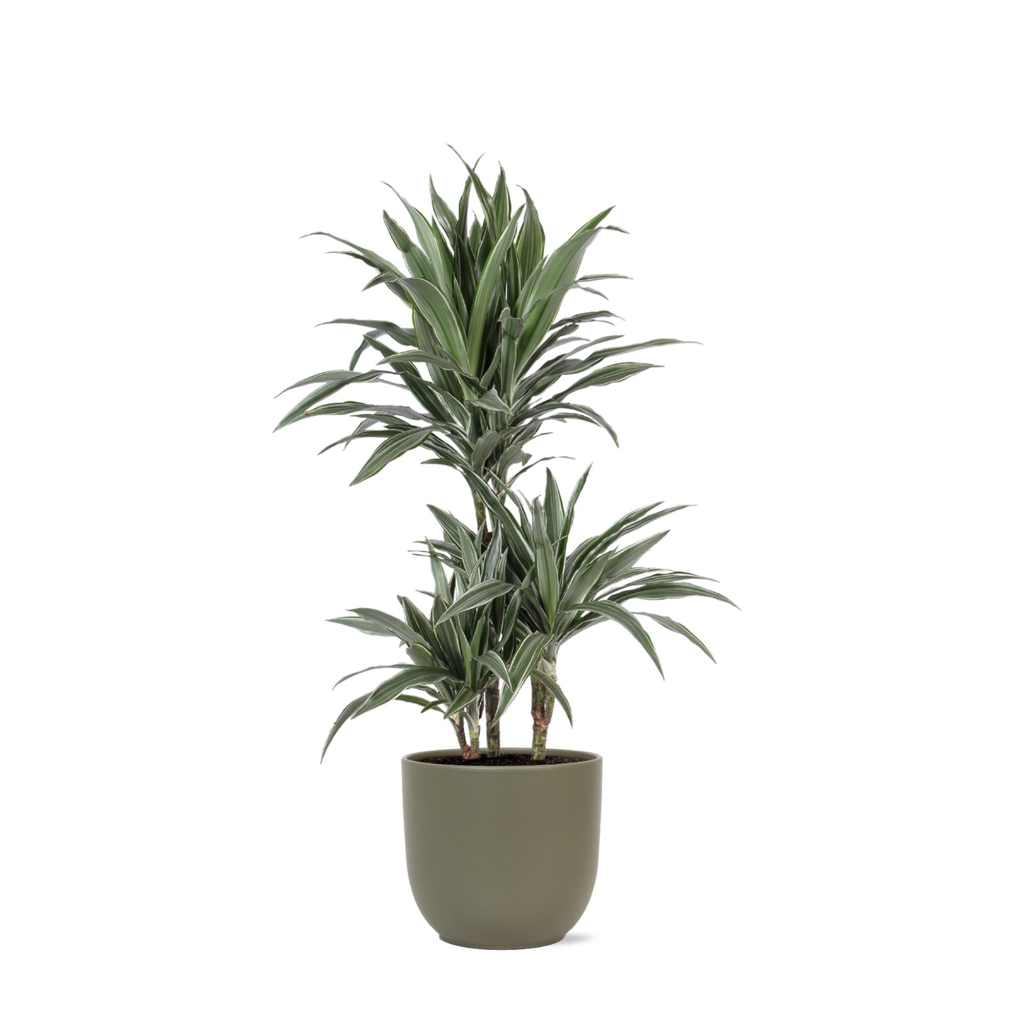 Dracaena Warneckii Ø21cm - ↕65cm im Boule OLIVE Topf