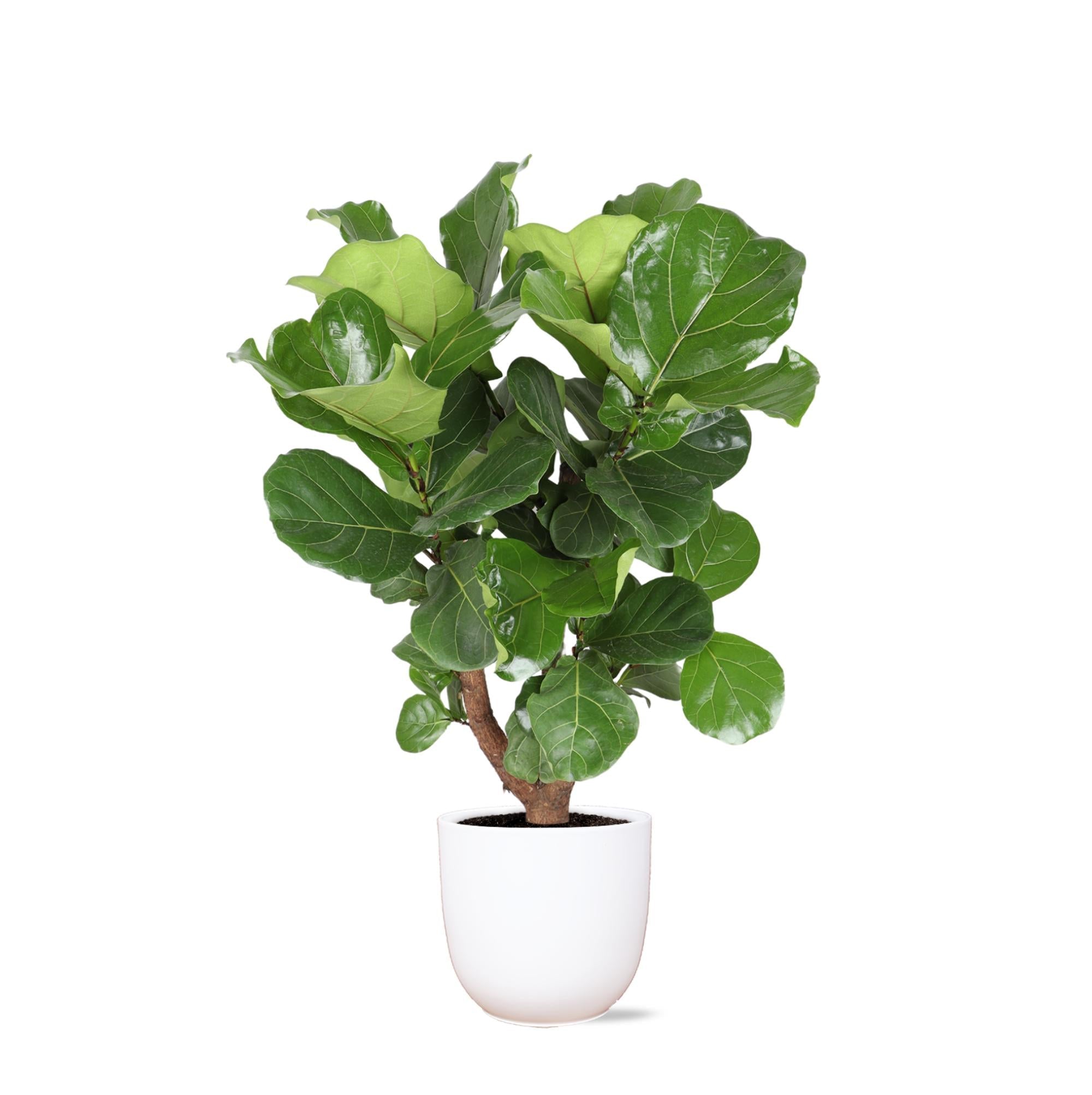 Ficus Lyrata (verzweigt) Ø24cm ↕110cm im Boule WHITE Topf