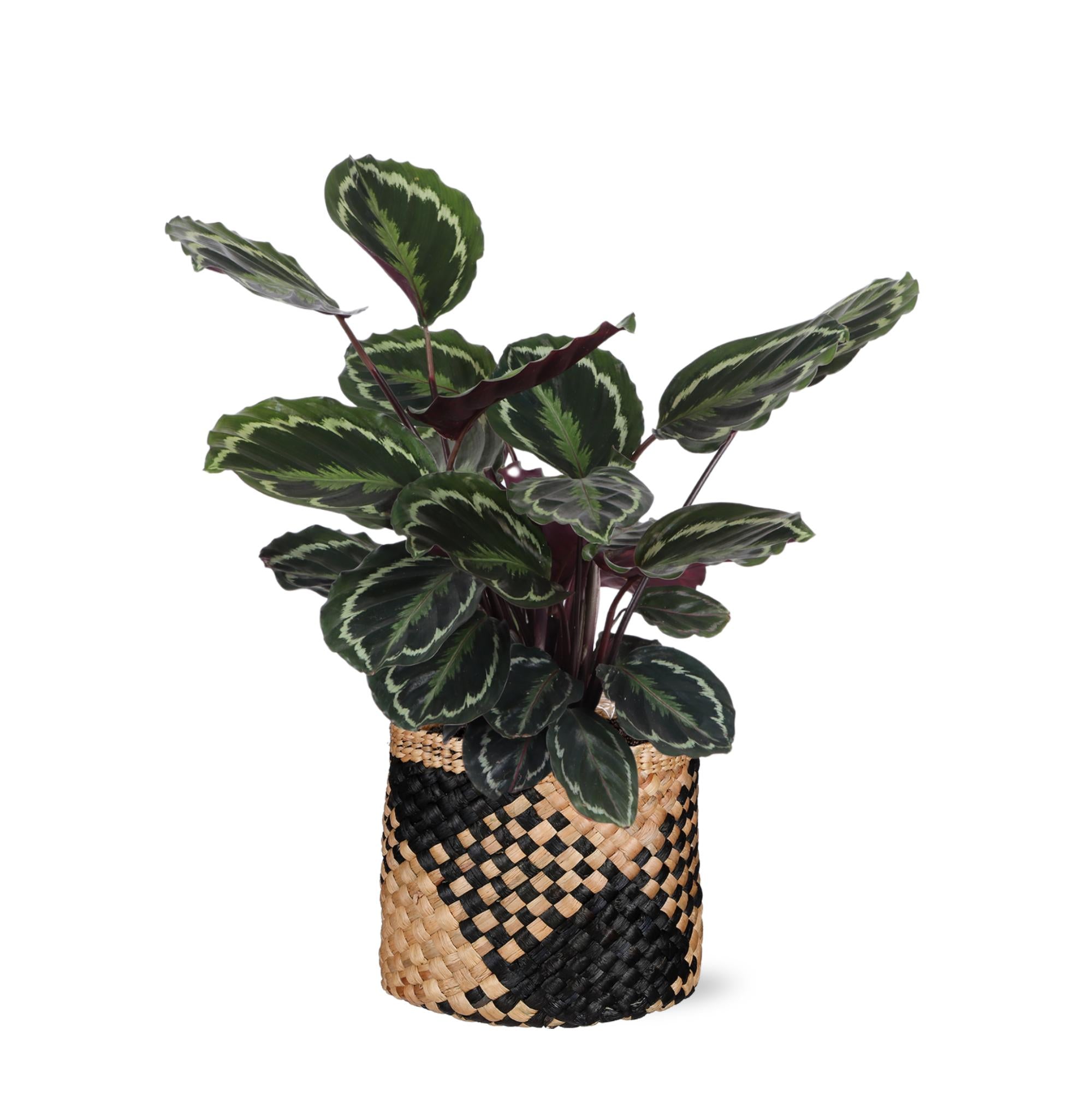 Calathea-Medaillon Ø21 cm – ↕70 cm im Albury-SCHWARZ-Druckkorb