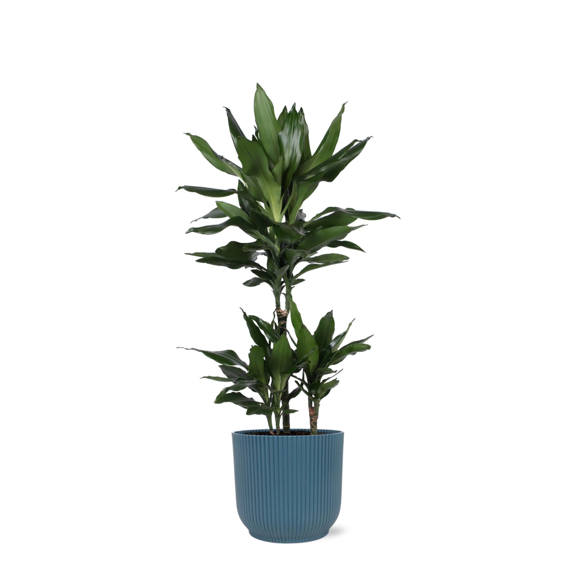 Dracaena Janet Lind Ø21cm - ↕90cm im Vibes BLUE Topf