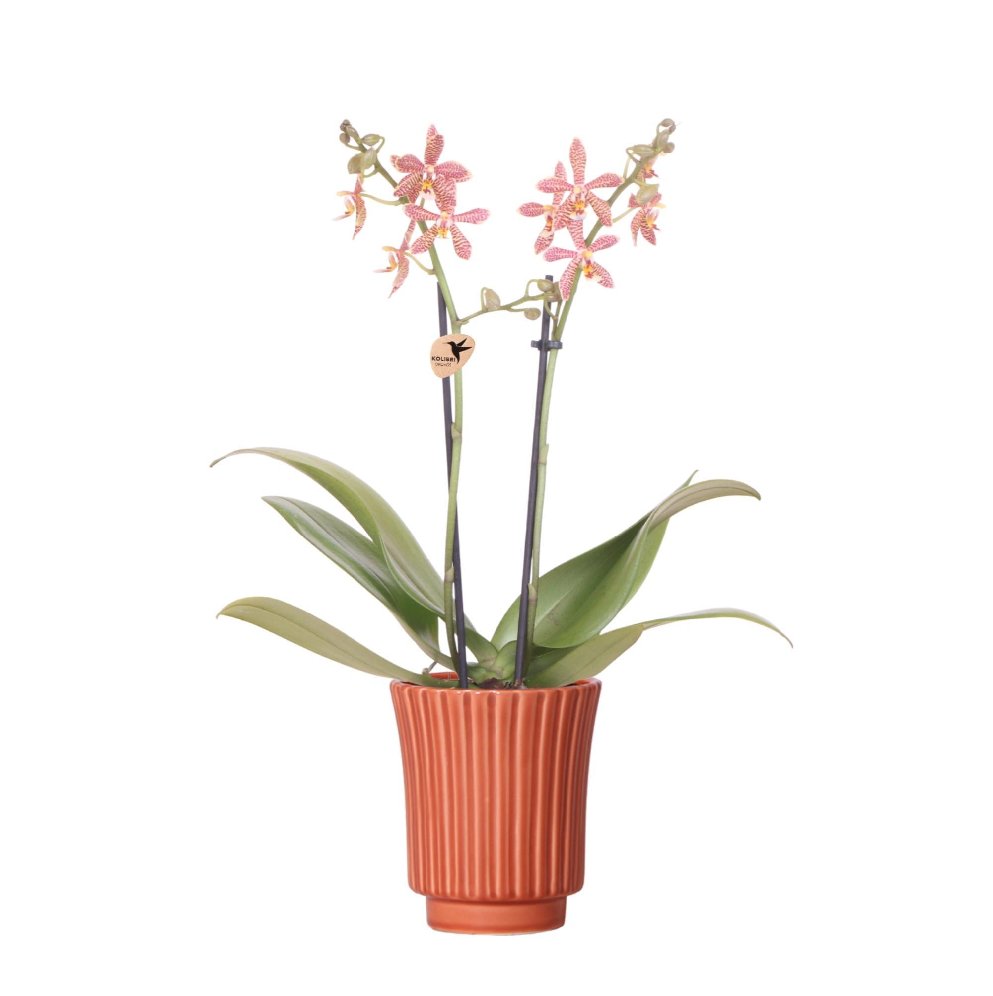 Kolibri-Orchideen | orangefarbene Phalaenopsis-Orchidee – Spinne in Re