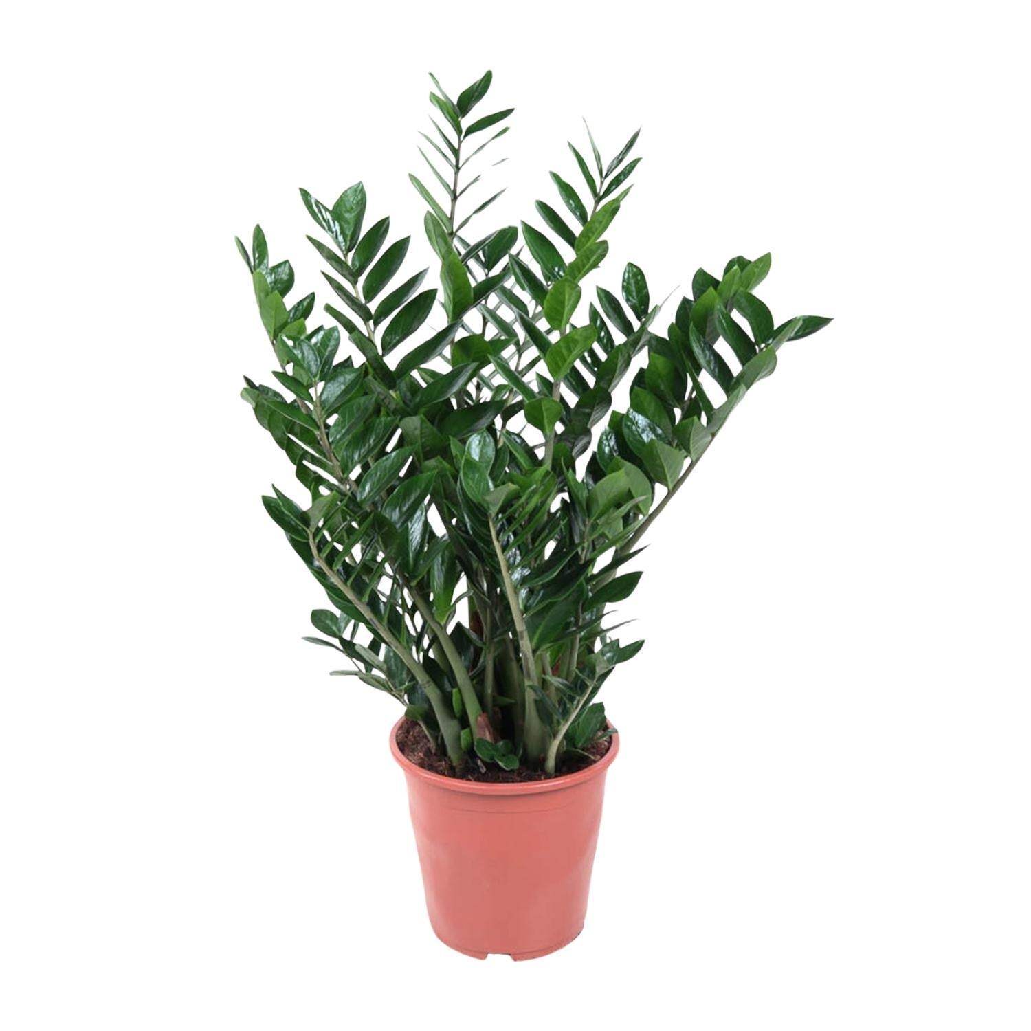 Zamioculcas Zamiifolia - 100 cm - ø27 - Glücksfeder