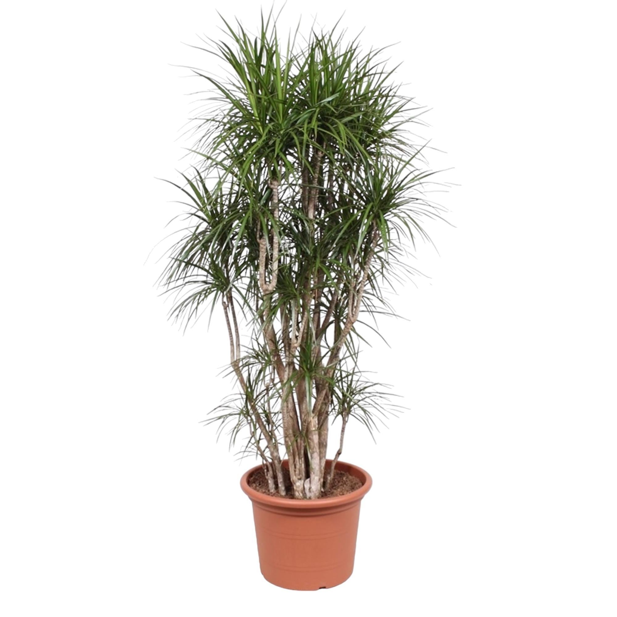 Dracaena Marginata verzweigt – 210 cm – ø50