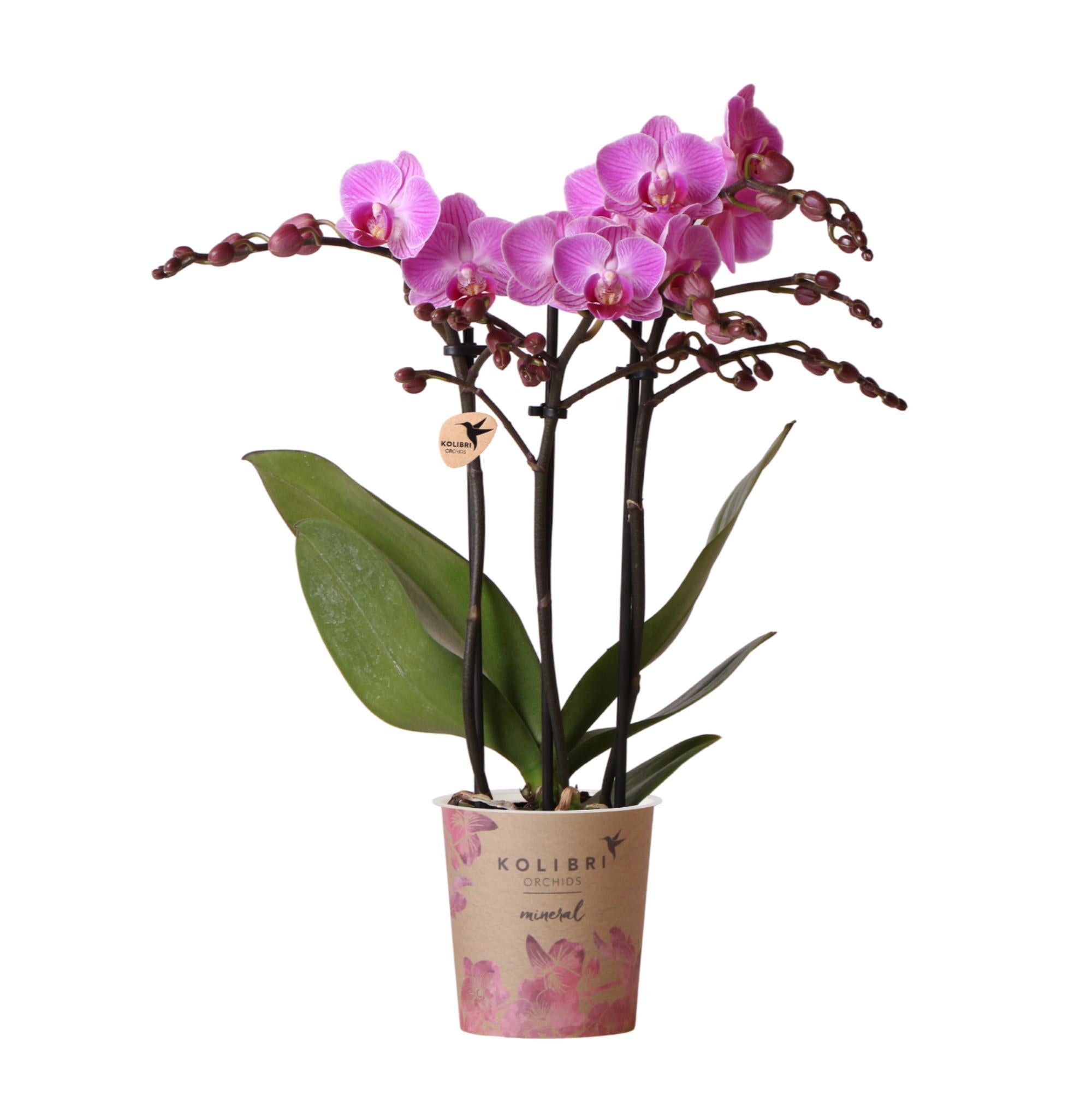 Kolibri-Orchideen | Lila/rosa Phalaenopsis-Orchidee - Mineral Vienna -