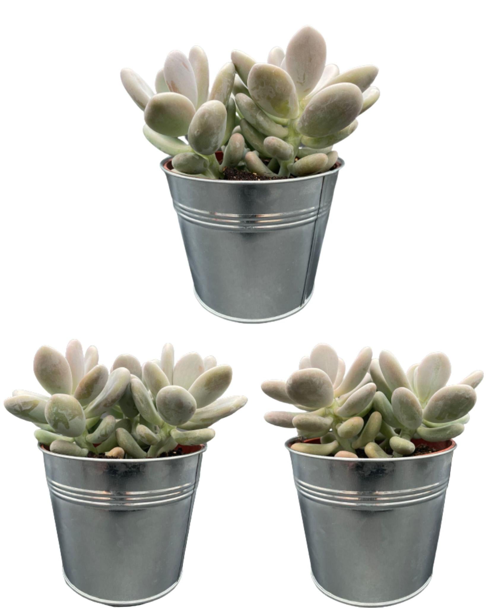 Sukkulenten – Pachyphytum Oviferum – ↕15–20 cm (3 Stück) – Zink – Ø13 cm