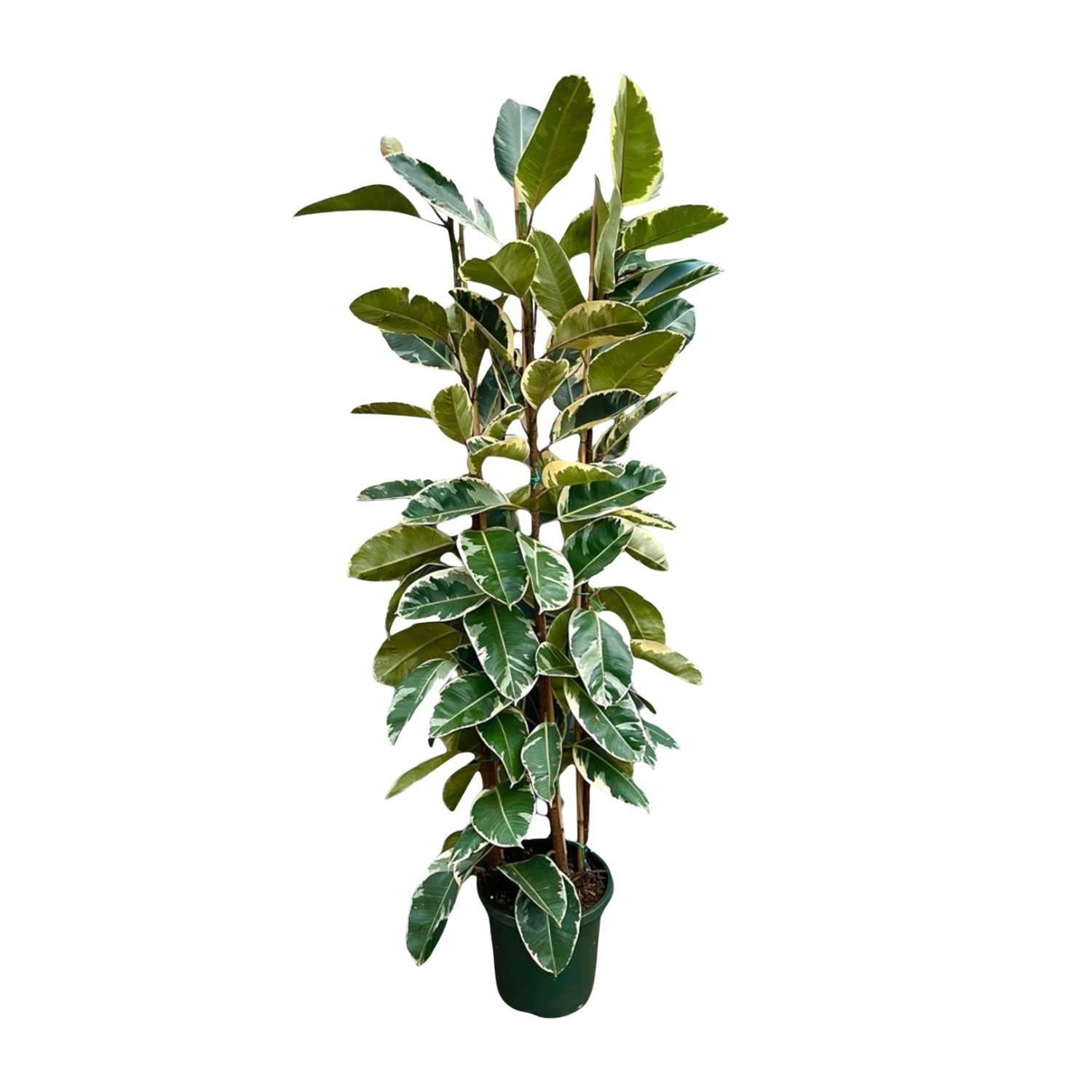 Ficus Elastica Tineke-Strauch – 225 cm – ø40