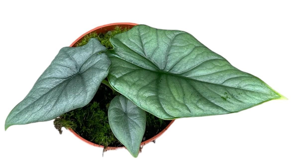 Alocasia Bisma Silber – Ø10,5 cm – ↕15 cm