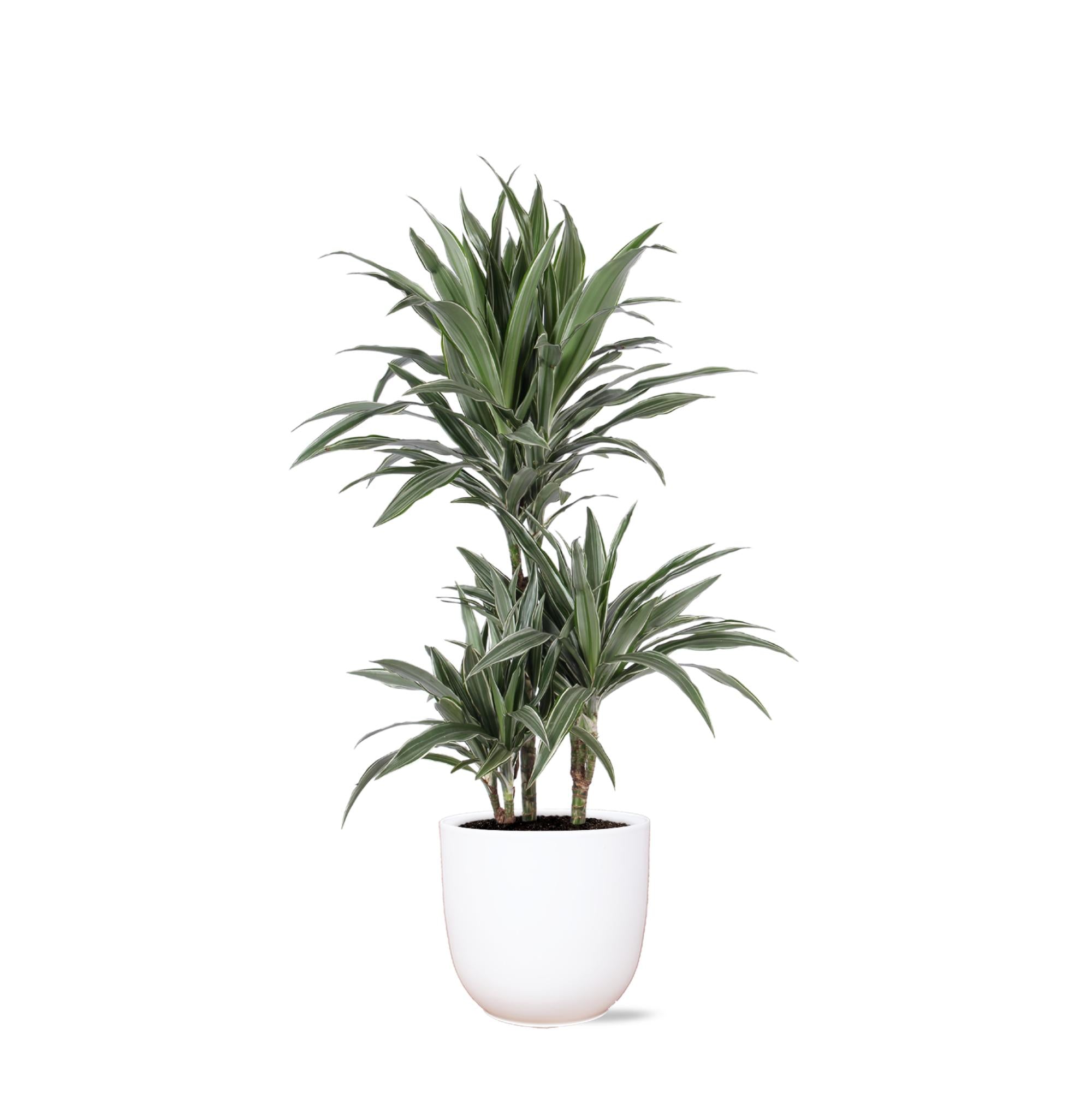 Dracaena Warneckii Ø21cm - ↕65cm im Boule WHITE-Topf