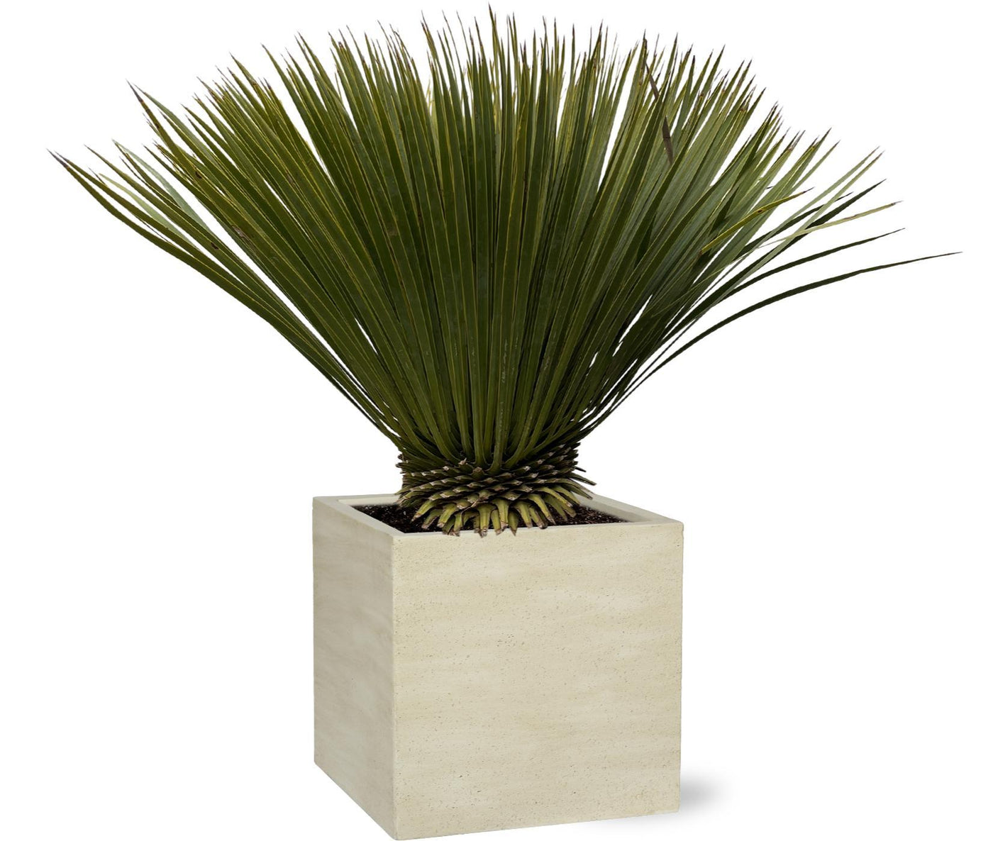 Yucca Rostrata – 80 cm – Ø27 - Palme