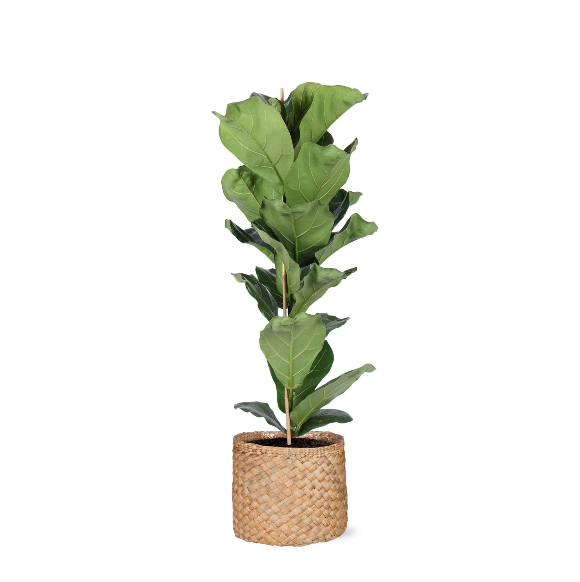 Ficus Lyrata – Ø21 cm – ↕90 cm im Albury NATURAL-Korb