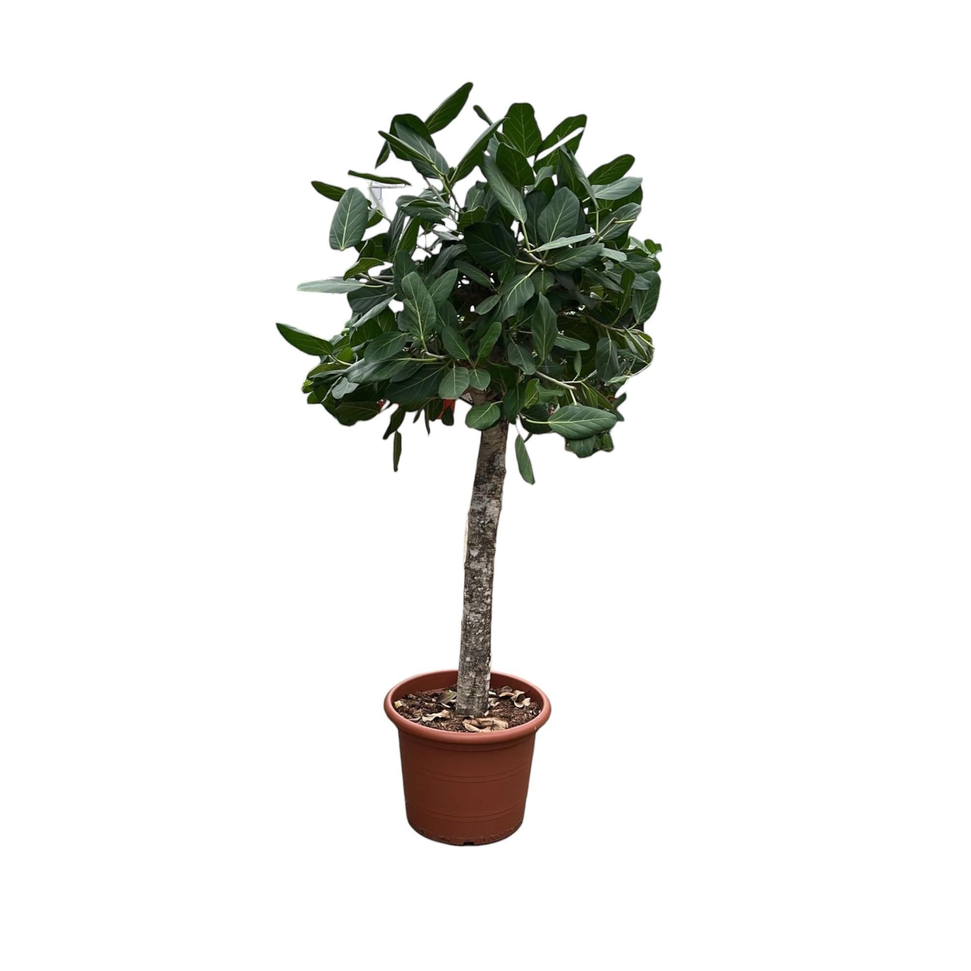 Ficus Benghalensis-Baum – 180 cm – ø45