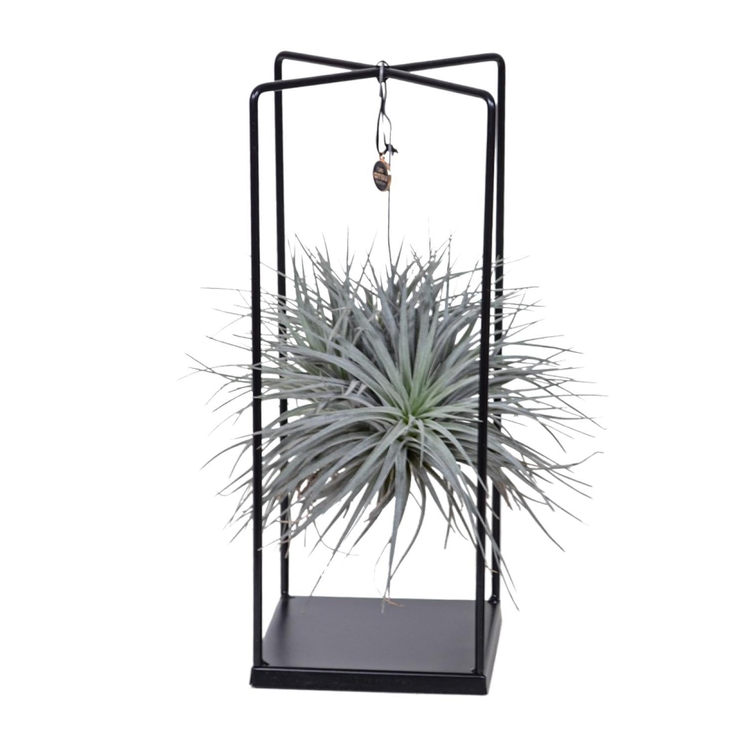 Tillandsia Ionantha Abdita Ø20cm - ↕20cm