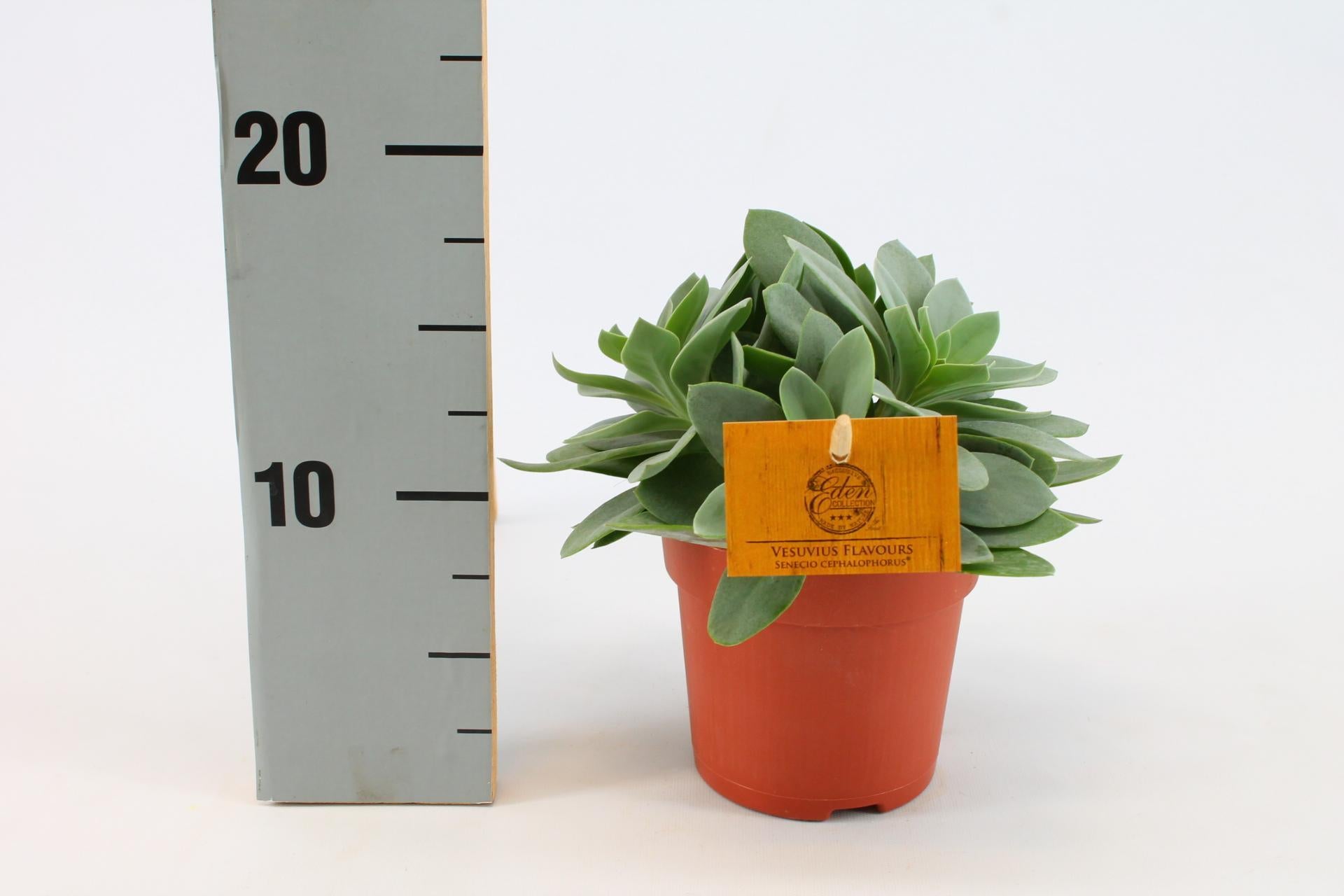 Senecio Cephalophorus 10,5 cm – Ø10,5 cm – ↕15 cm