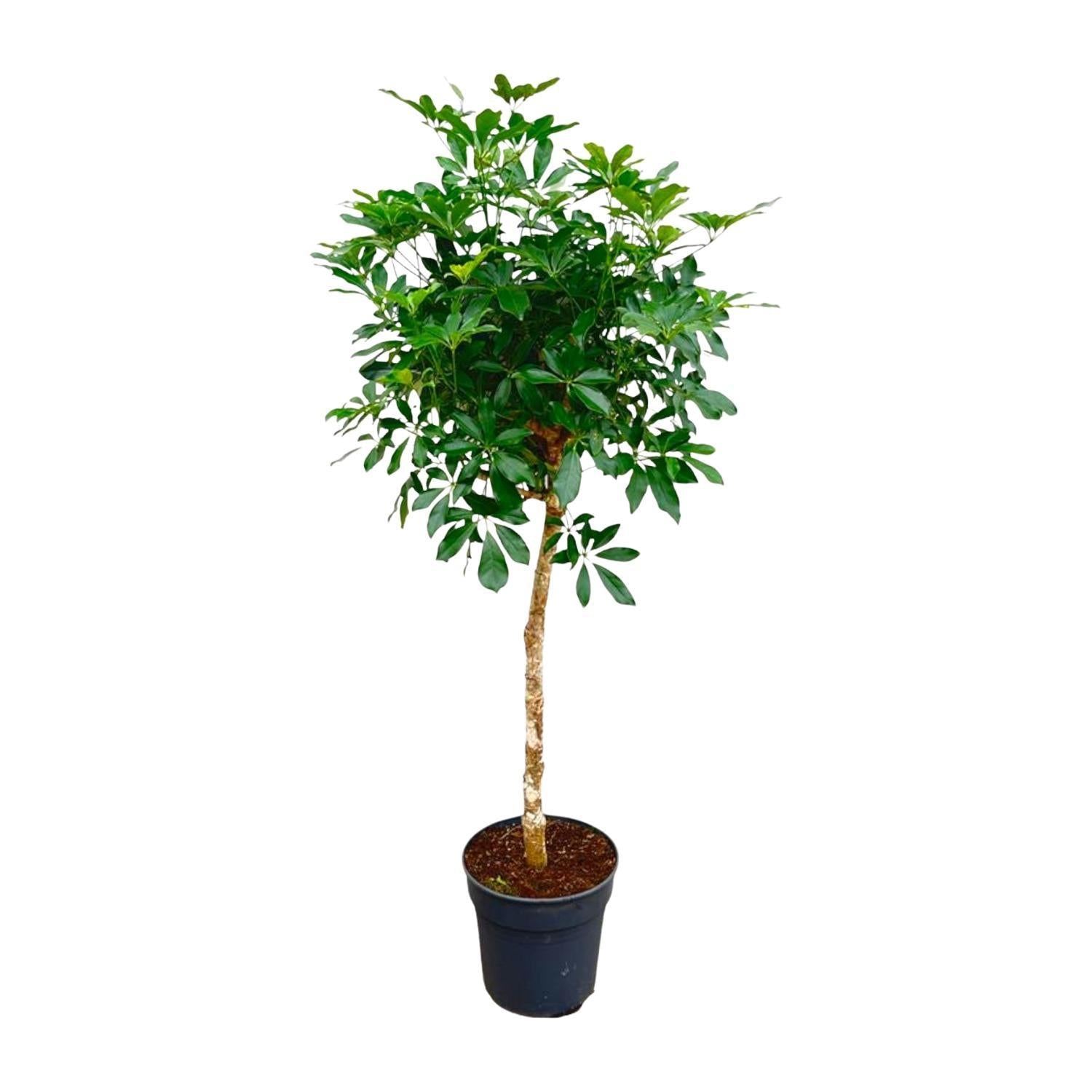 Schefflera auf Stiel – 180 cm – ø34