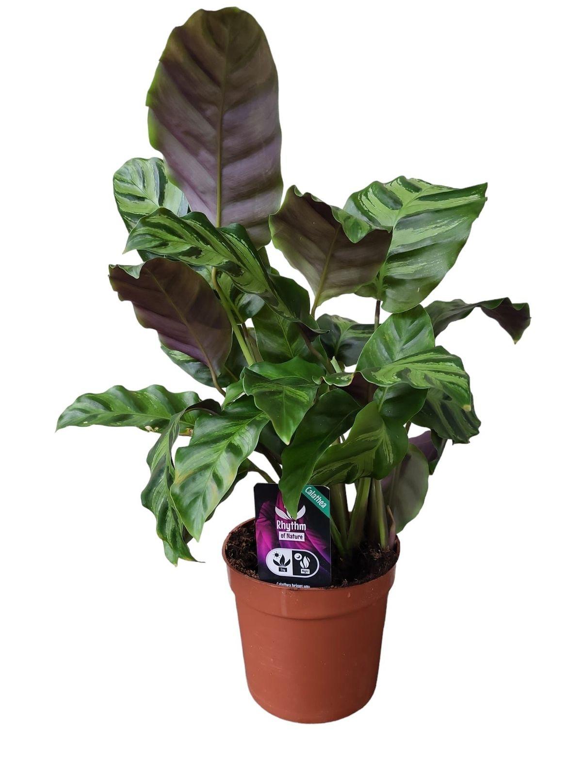 Calathea Greenstar - 40 cm - Ø12cm