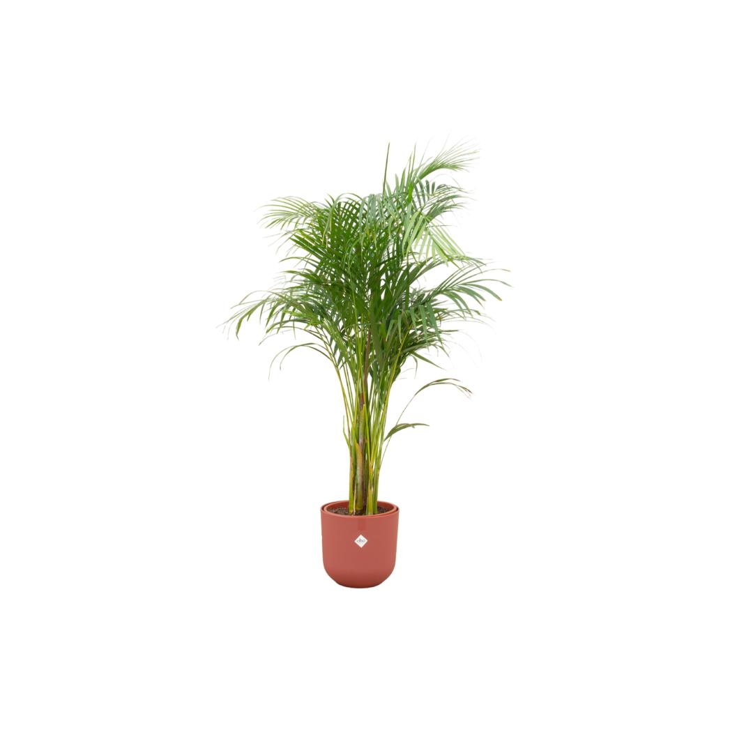 Kombi-Angebot - Areca-Palme (Zimmerpflanze) inklusive elho Jazz Round - Goldfruchtpalme