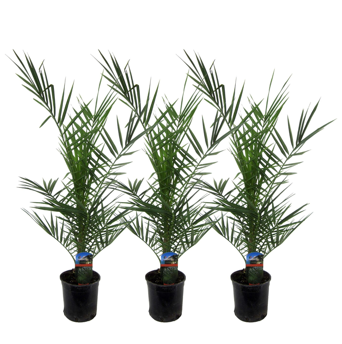 3x Phoenix Canariensis - 80 cm - Ø15 - Palme