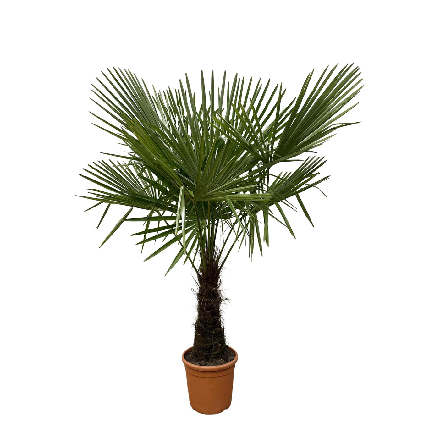 Trachycarpus – 180 cm – Ø30 - Palme