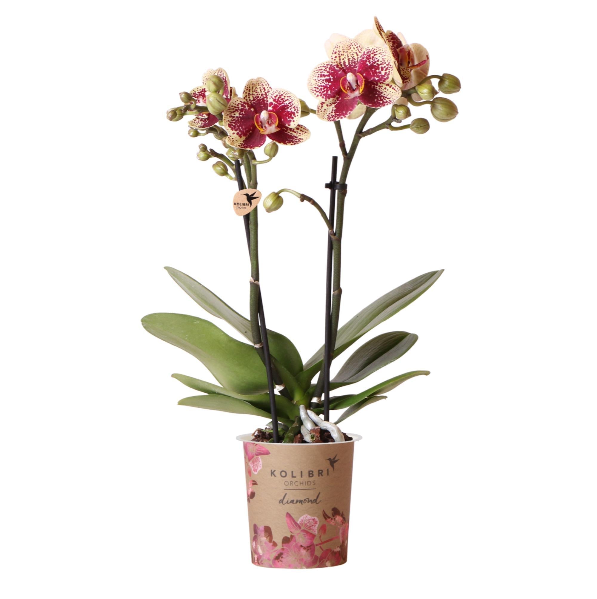 Kolibri-Orchideen | Gelbe rote Phalaenopsis-Orchidee - Spanien - Spitz