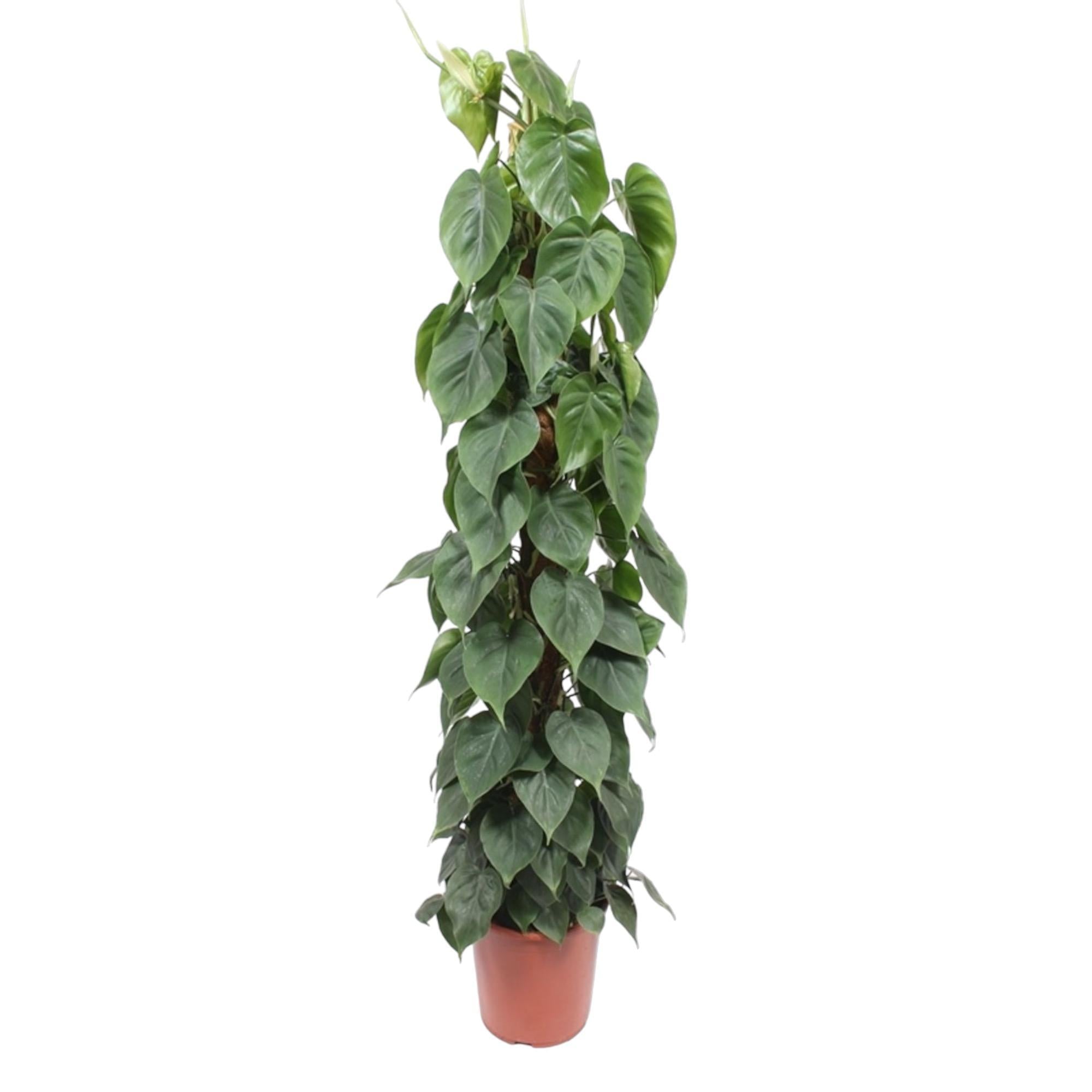 Philodendron Scandens Moosstab - 150 cm - ø27