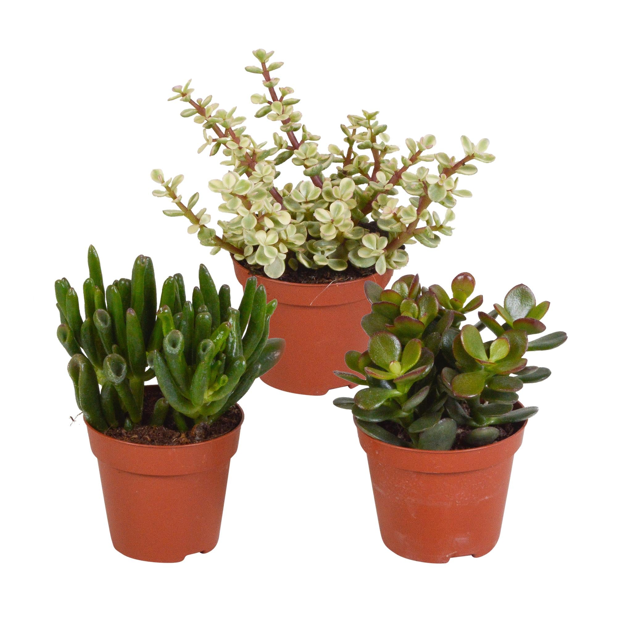 Crassula-Mix 8,5 cm - 3x - ohne Topf