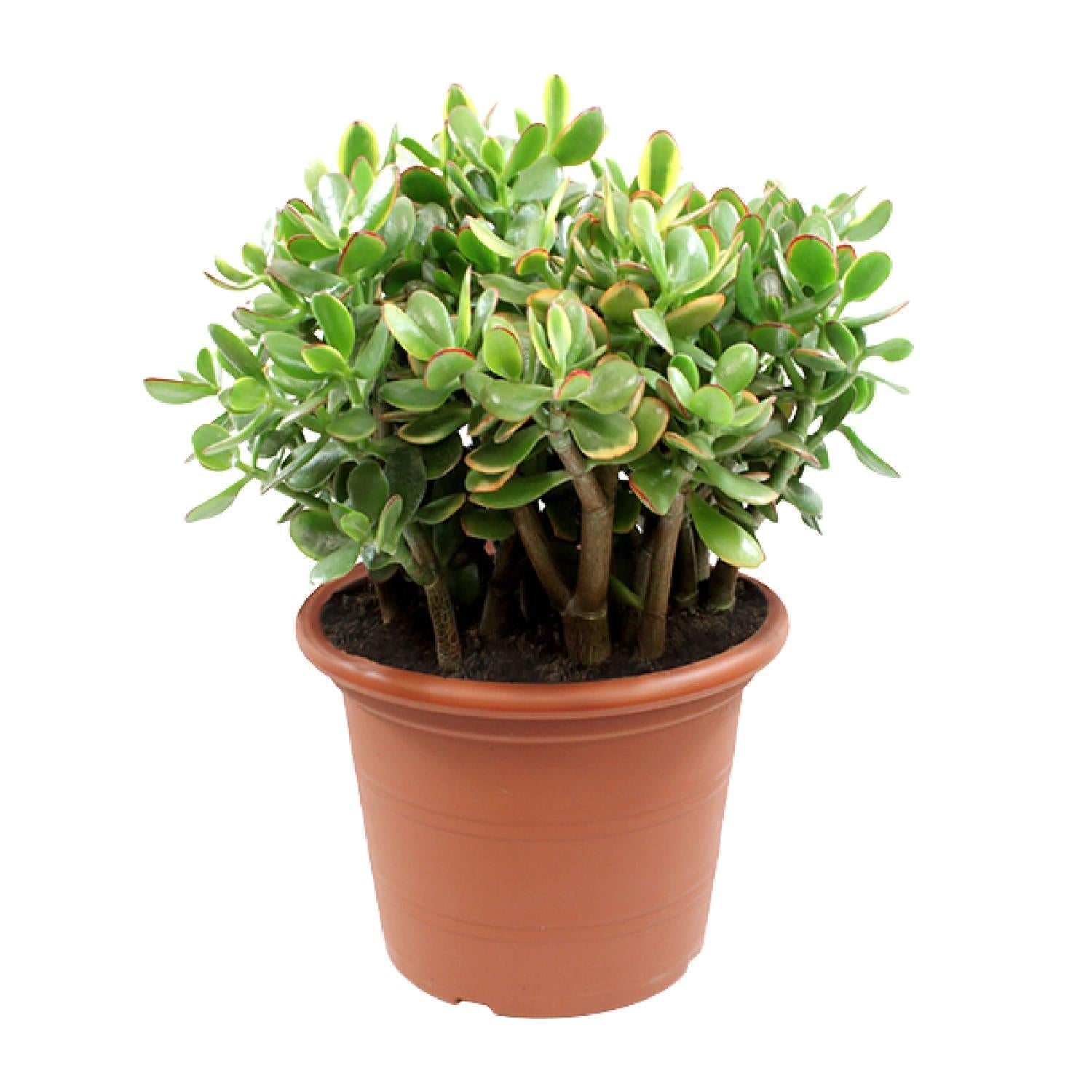 Crassula Sonnenuntergang - Ø30cm - ↕50cm