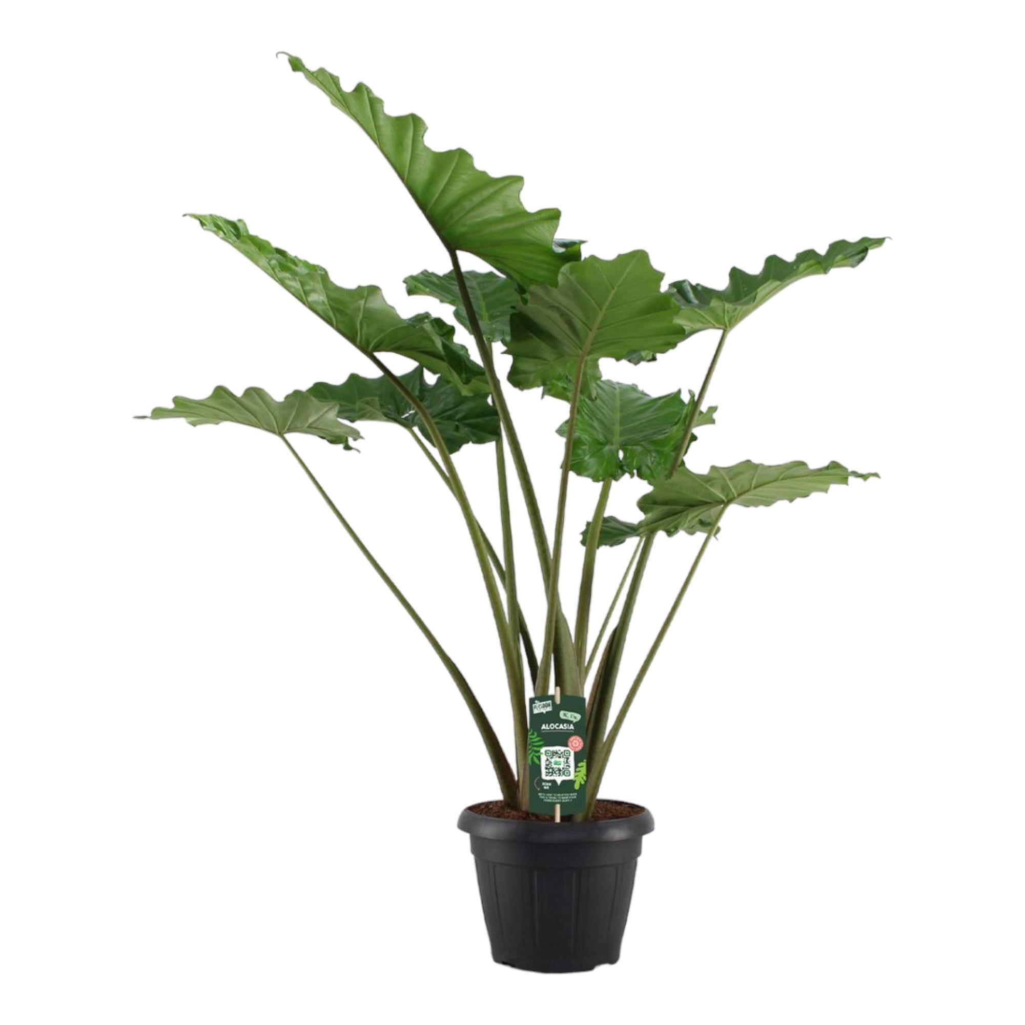 Alocasia Portodora – 140 cm – Ø34 cm