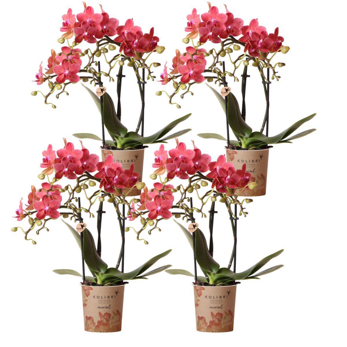 Kolibri-Orchideen | KOMBI-ANGEBOT aus 4 Blättern Phalaenopsis-Orchidee