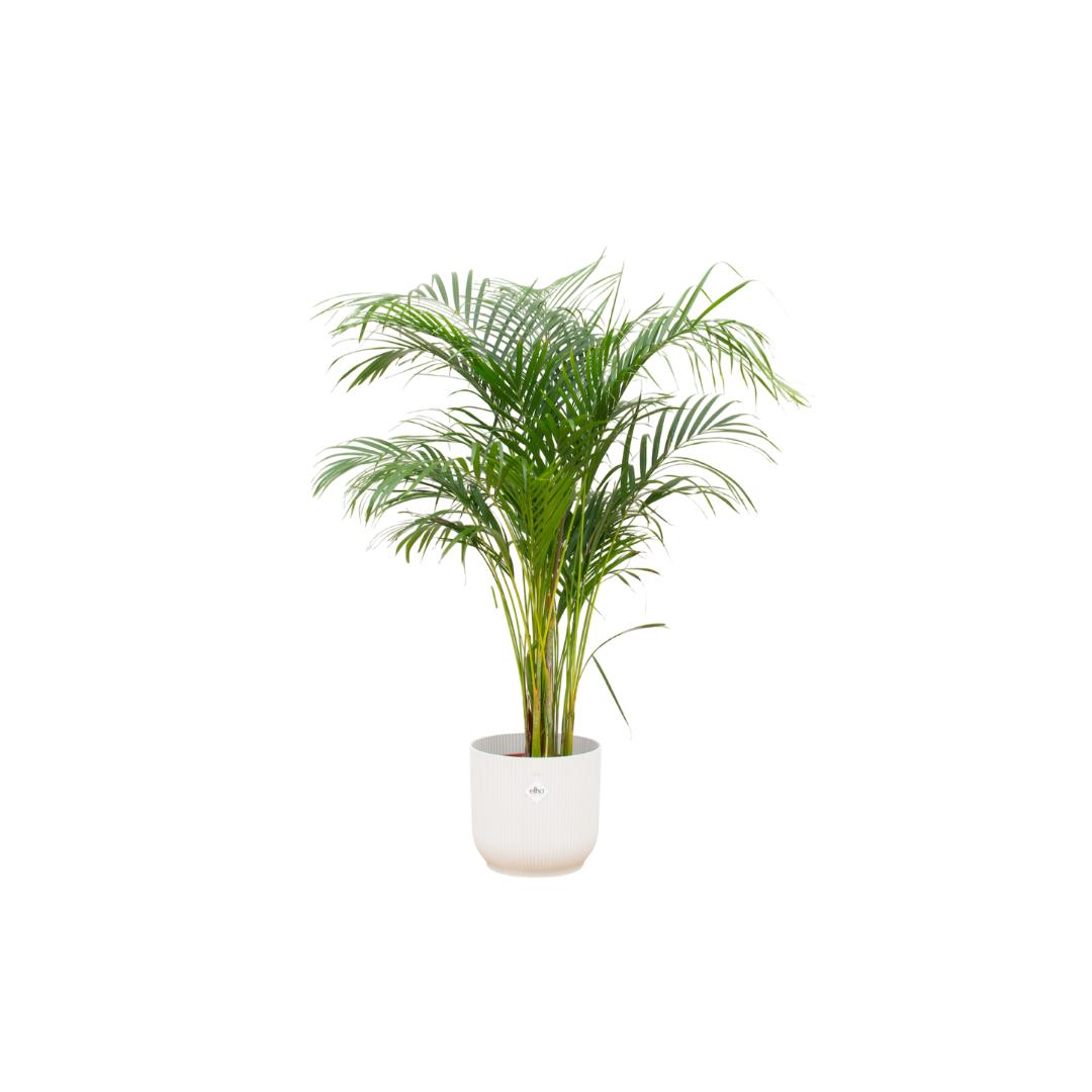 Kombi-Angebot – Areca-Palme inklusive Elho Vibes Fold Round Weiß Ø30 – - Goldfruchtpalme