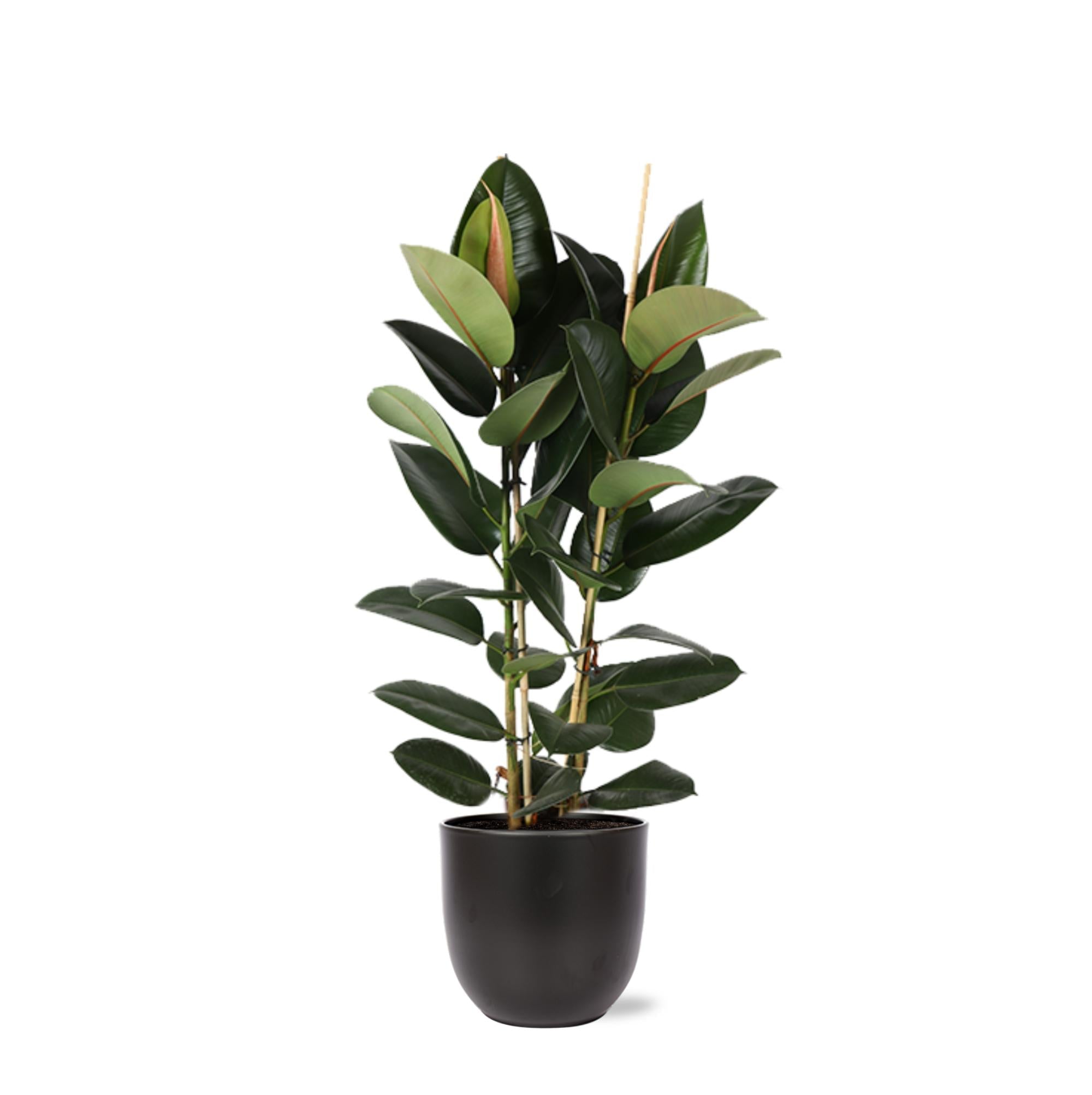 Ficus Elastica Robusta Ø24cm - ↕110cm im Boule-ANTHRAZIT-Topf